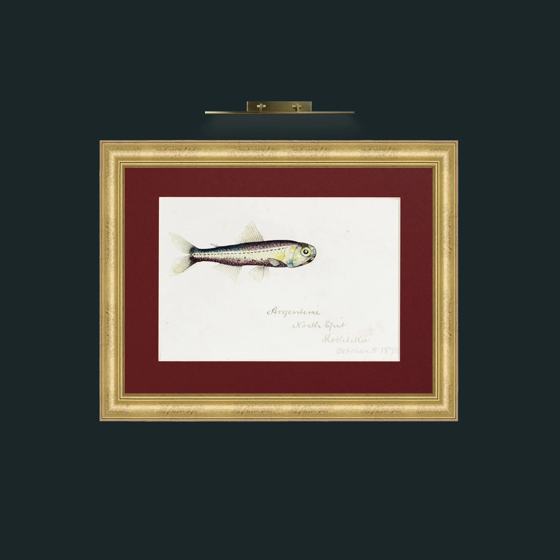 Art-Maurolicus Muellleri-Frame-9WideGilt-Mount-4Red.jpg