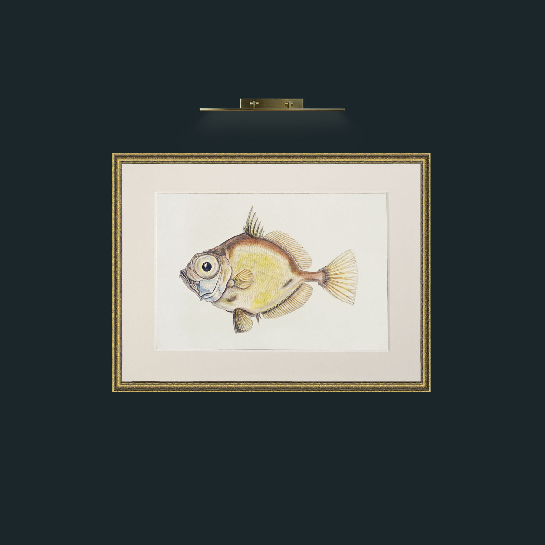 Art-Platystethus Abbrevatus-Frame-1TexturedGilt-Mount-1Antique.jpg