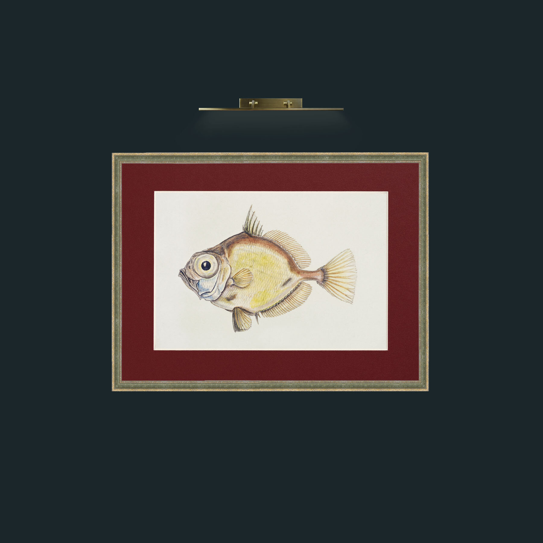 Art-Platystethus Abbrevatus-Frame-2GreenGiltTextured-Mount-4Red.jpg
