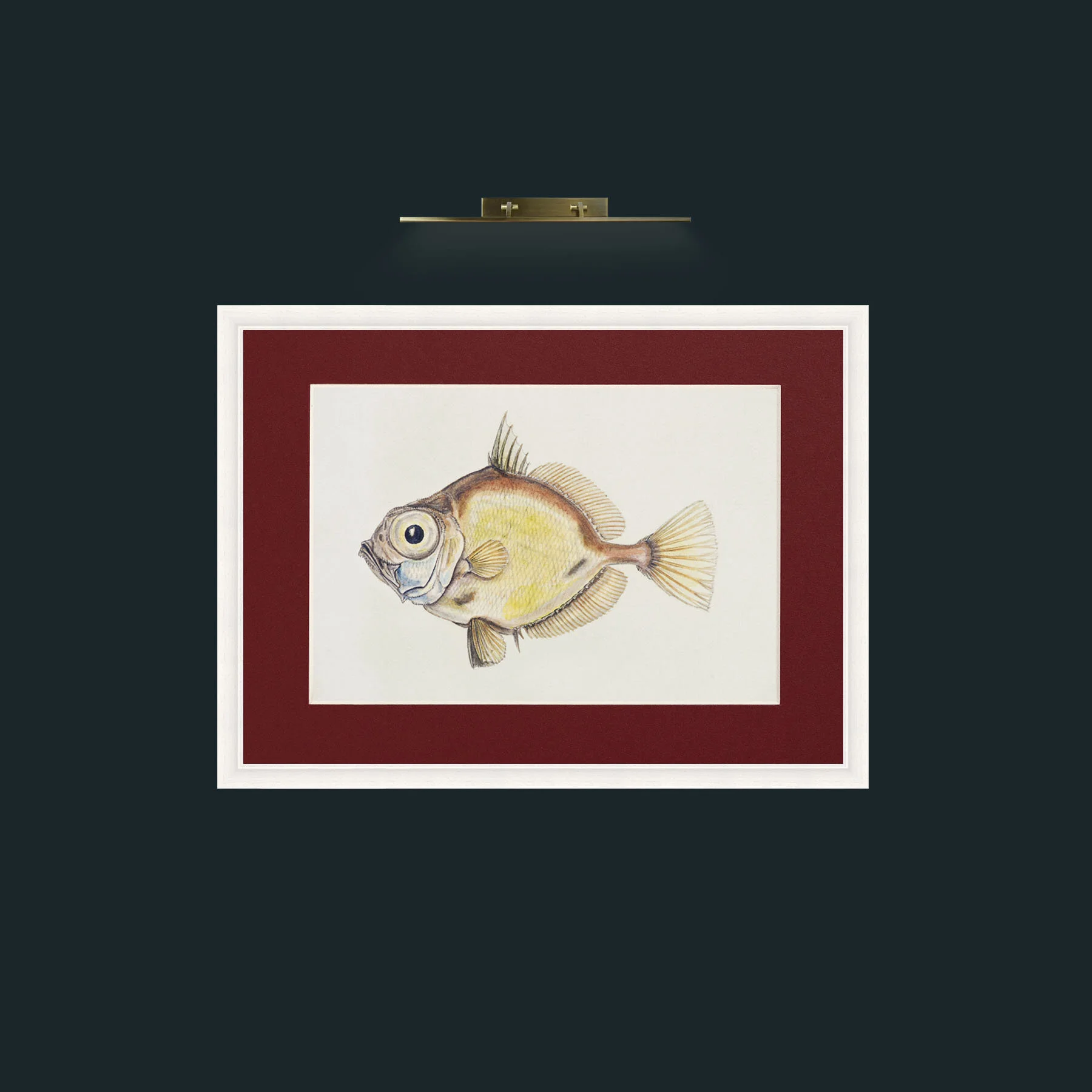 Art-Platystethus Abbrevatus-Frame-5White-Mount-4Red.jpg