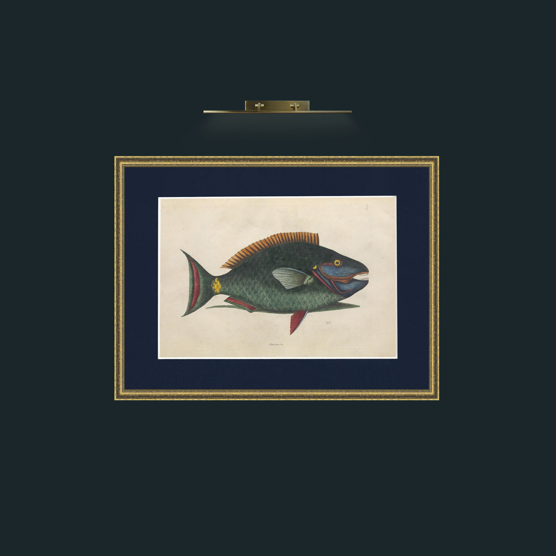 Art-Plittacus-Frame-1TexturedGilt-Mount-3Blue.jpg