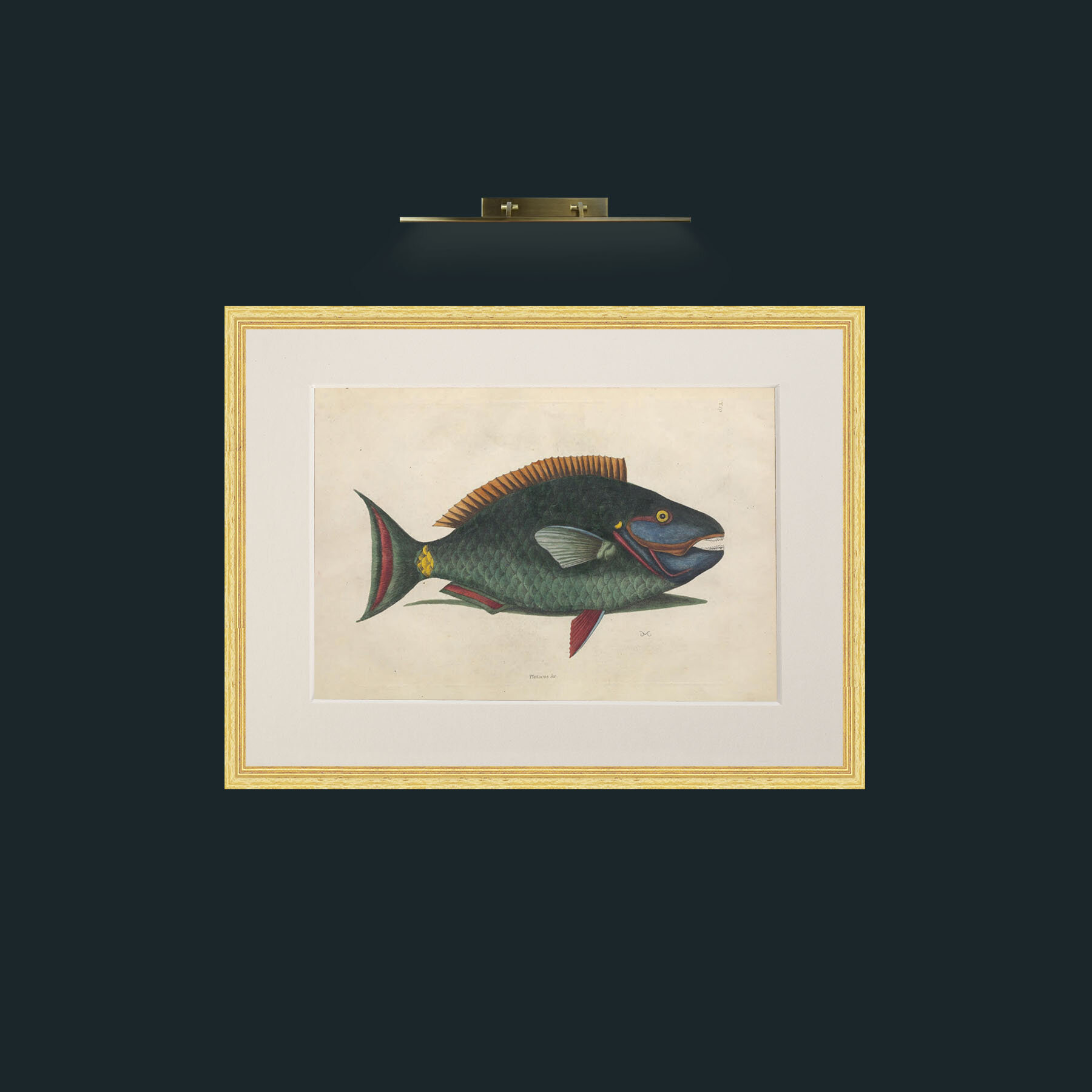 Art-Plittacus-Frame-4BevelledGilt-Mount-1Antique.jpg
