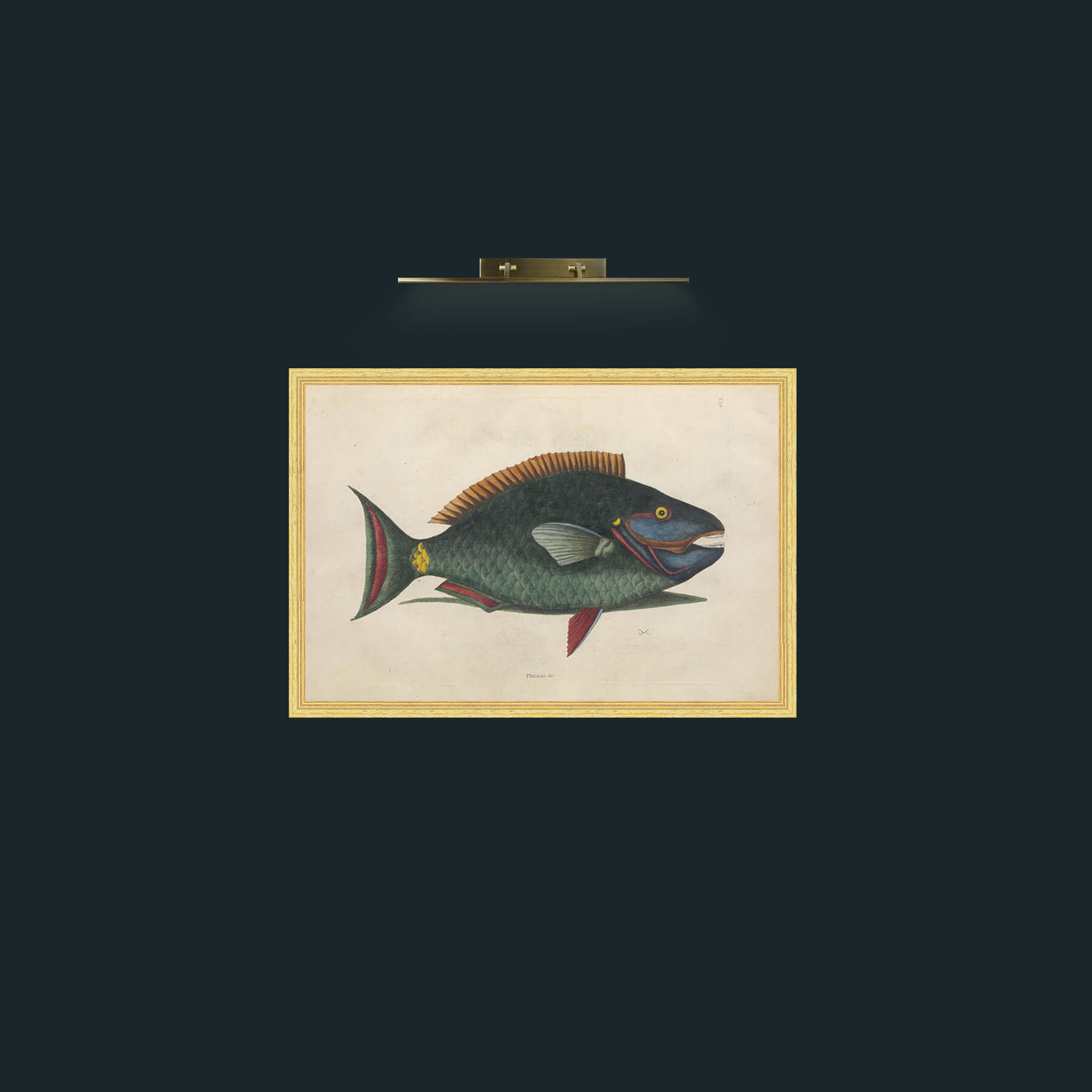 Art-Plittacus-Frame-4BevelledGilt.jpg