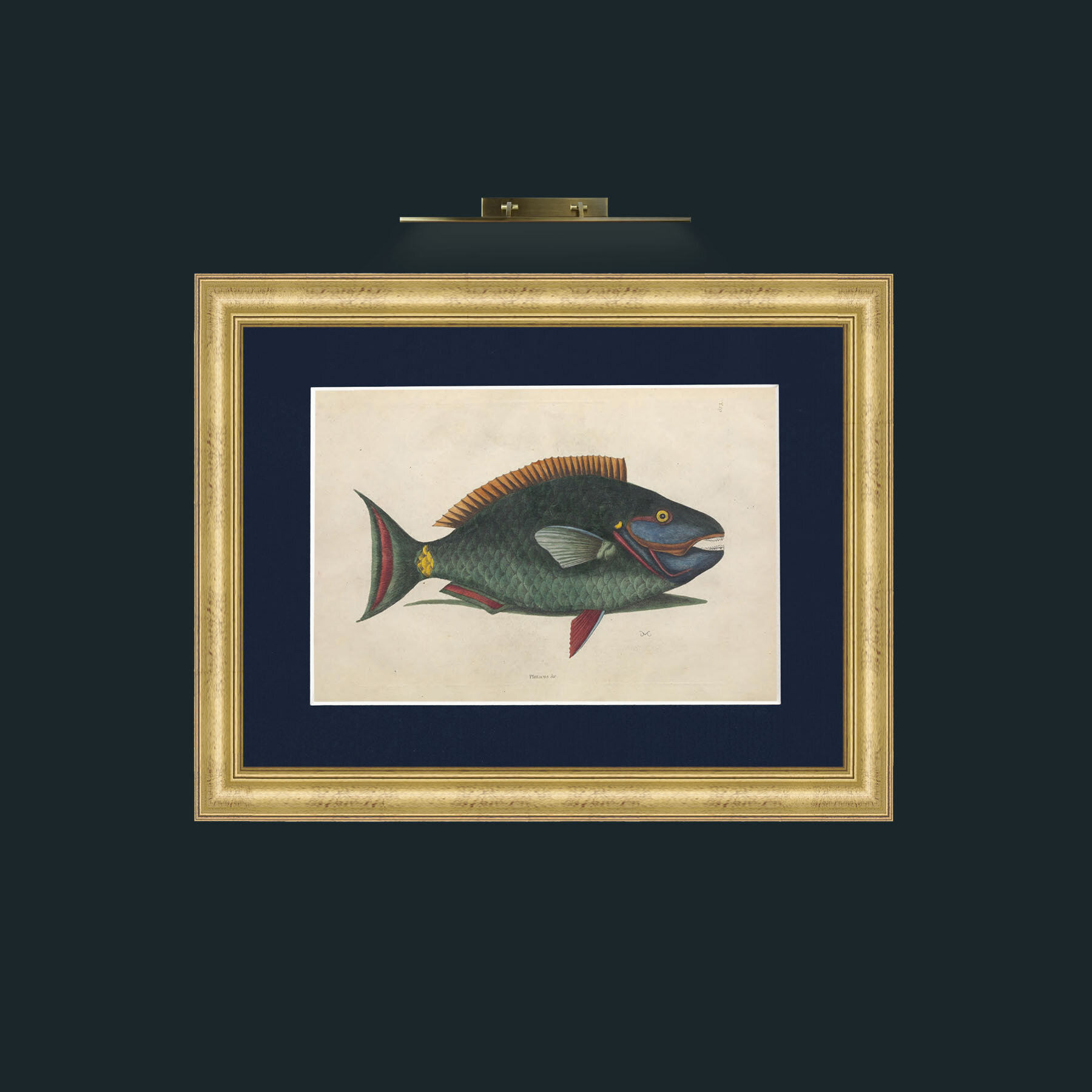 Art-Plittacus-Frame-9WideGilt-Mount-3Blue.jpg
