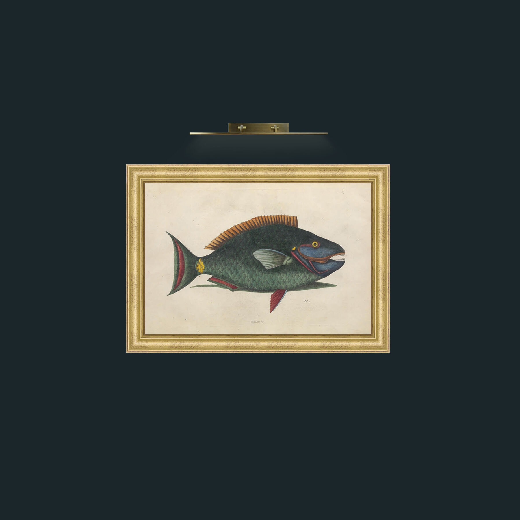 Art-Plittacus-Frame-9WideGilt.jpg