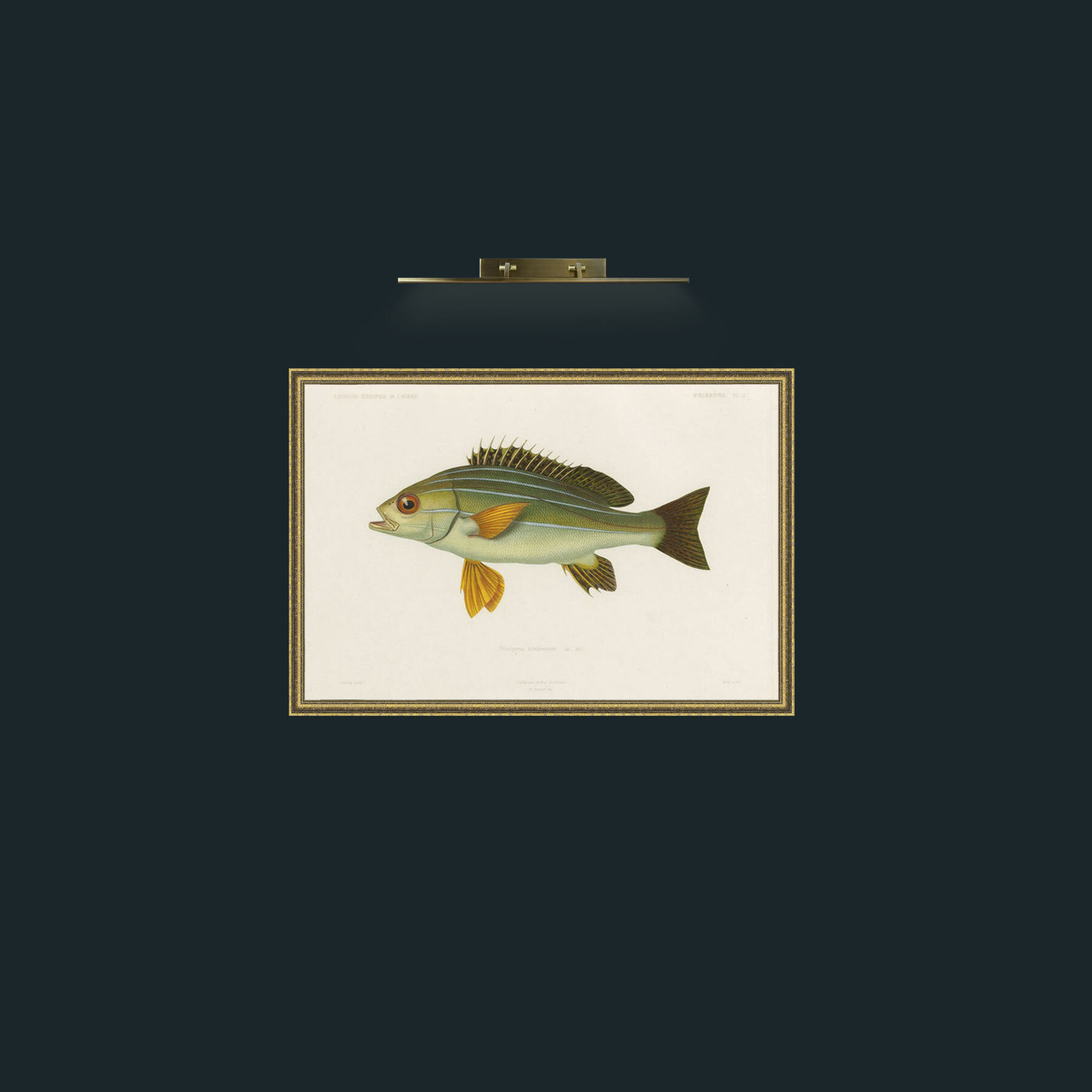 Art-Pristipoma Octolineatum-Frame-1GiltTextured.jpg
