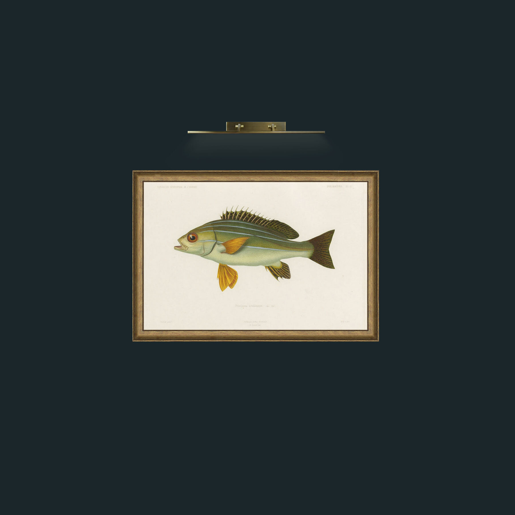 Art-Pristipoma Octolineatum-Frame-8RedGreenGilt.jpg
