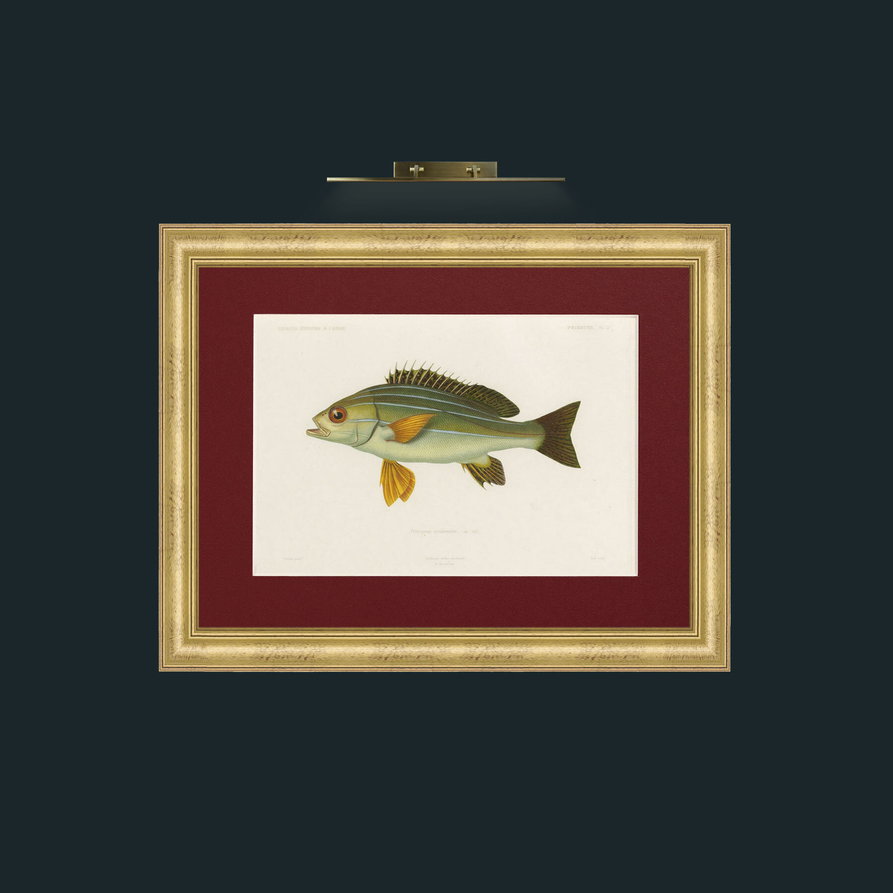 Art-Pristipoma Octolineatum-Frame-9WideGilt-Mount-4Red.jpg