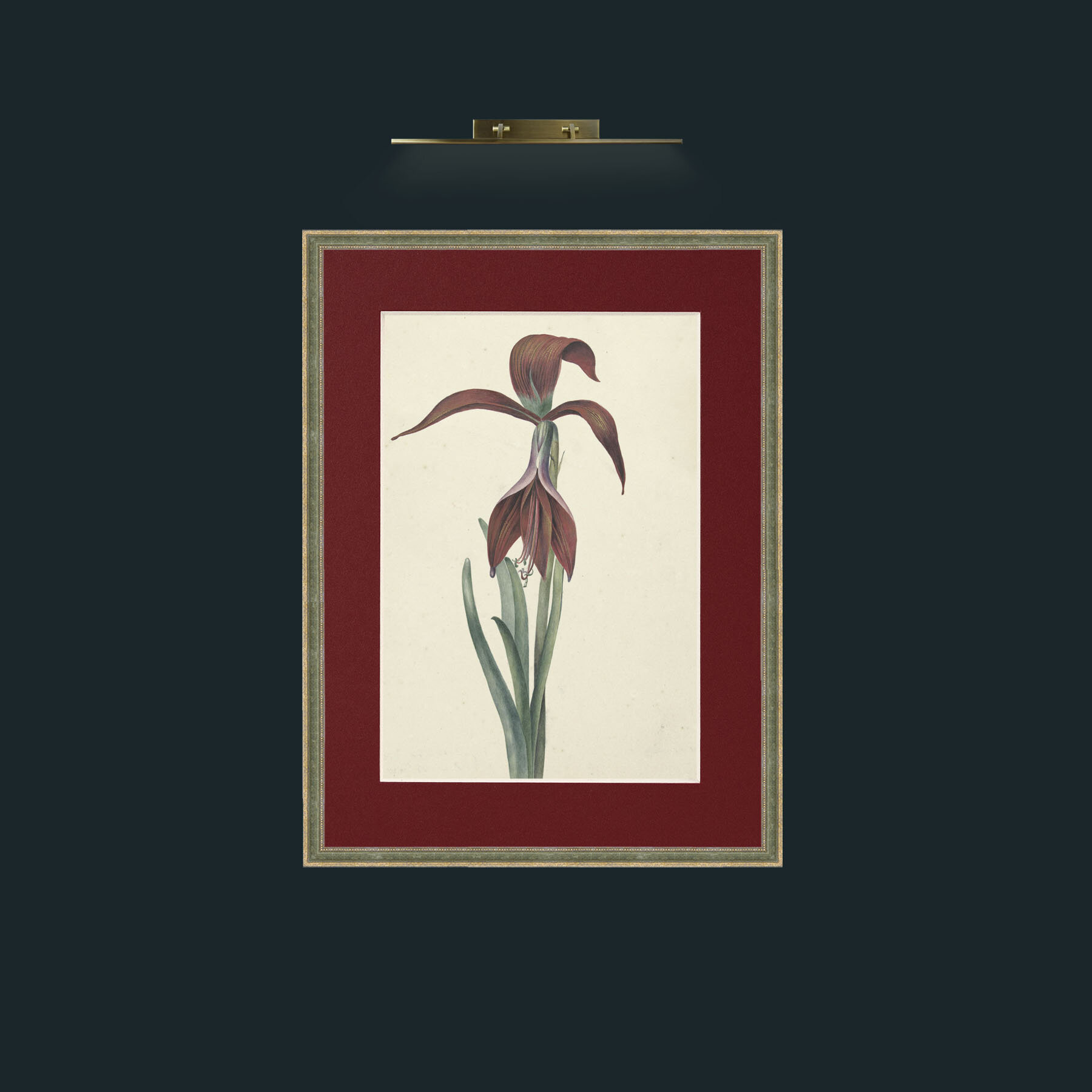 Art-Amaryllis Formosissima.jpg-Frame-2GreenGiltTextured-Mount-4Red.jpg
