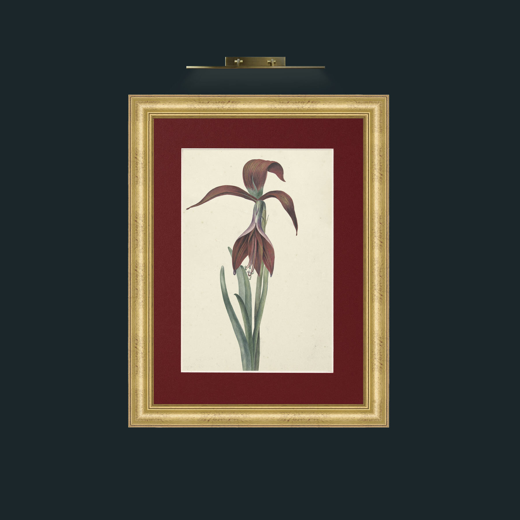 Art-Amaryllis Formosissima.jpg-Frame-9WideGilt-Mount-4Red.jpg