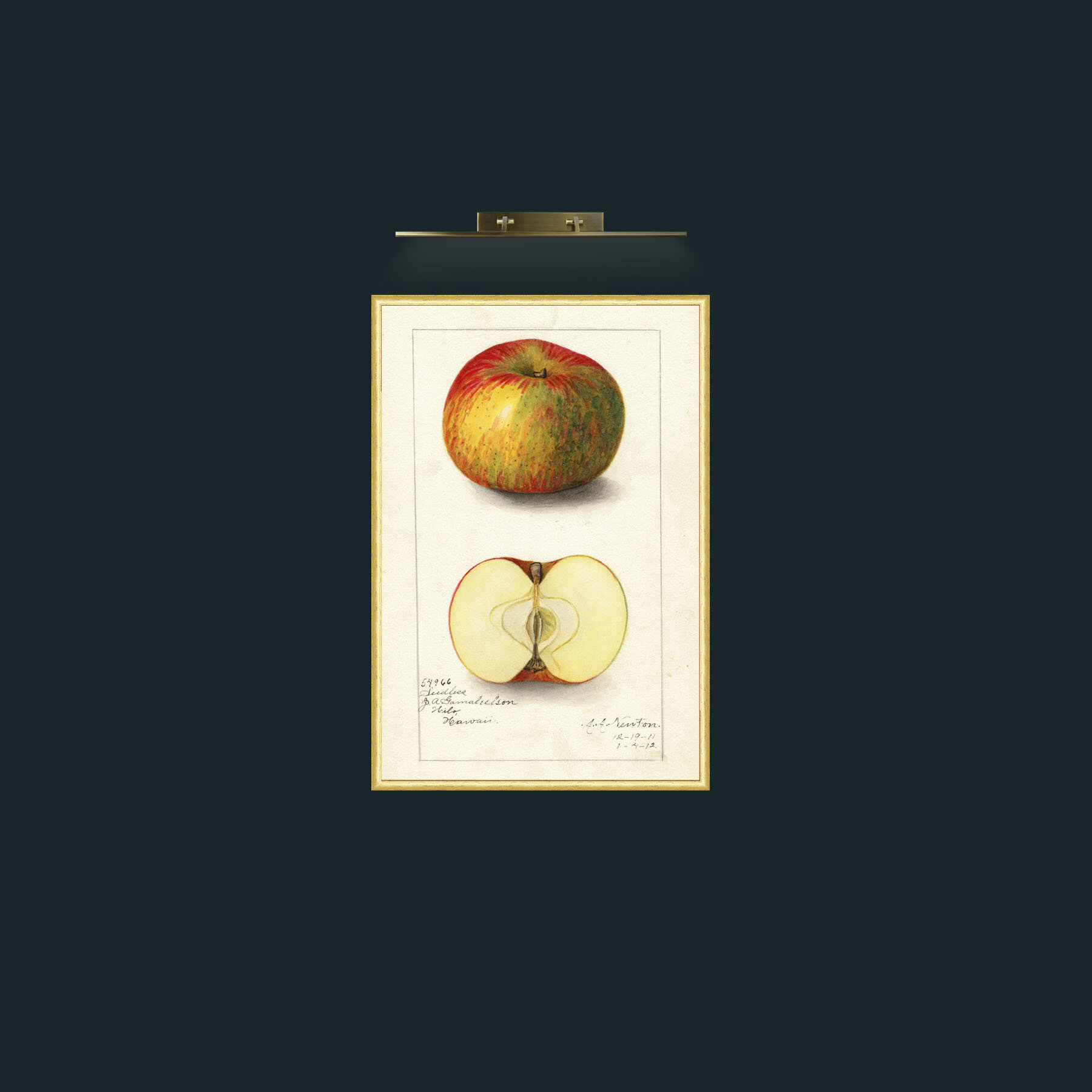 Art-Apple-Frame-3RoundedGilt.jpg