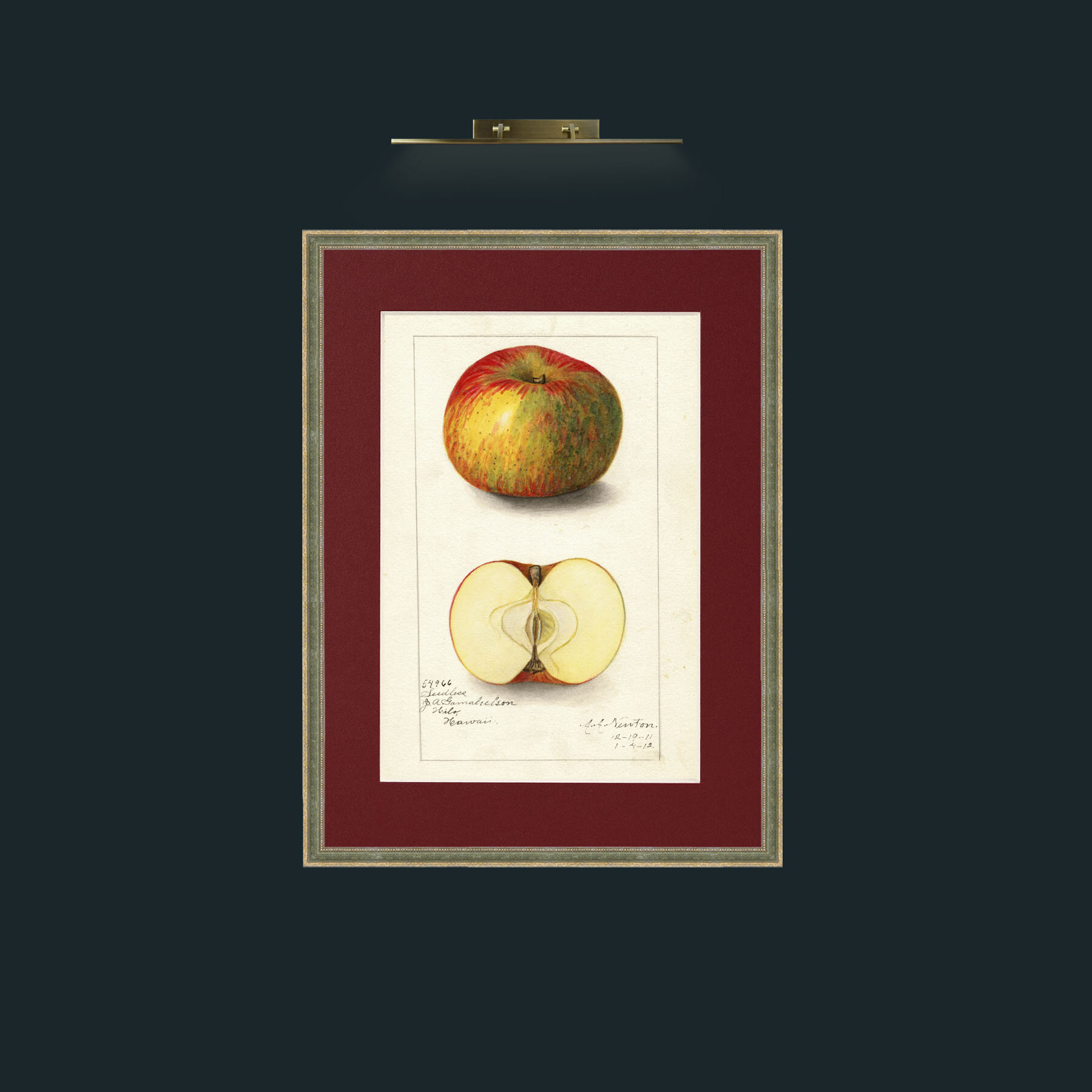 Art-Apple.jpg-Frame-2GreenGiltTextured-Mount-4Red.jpg
