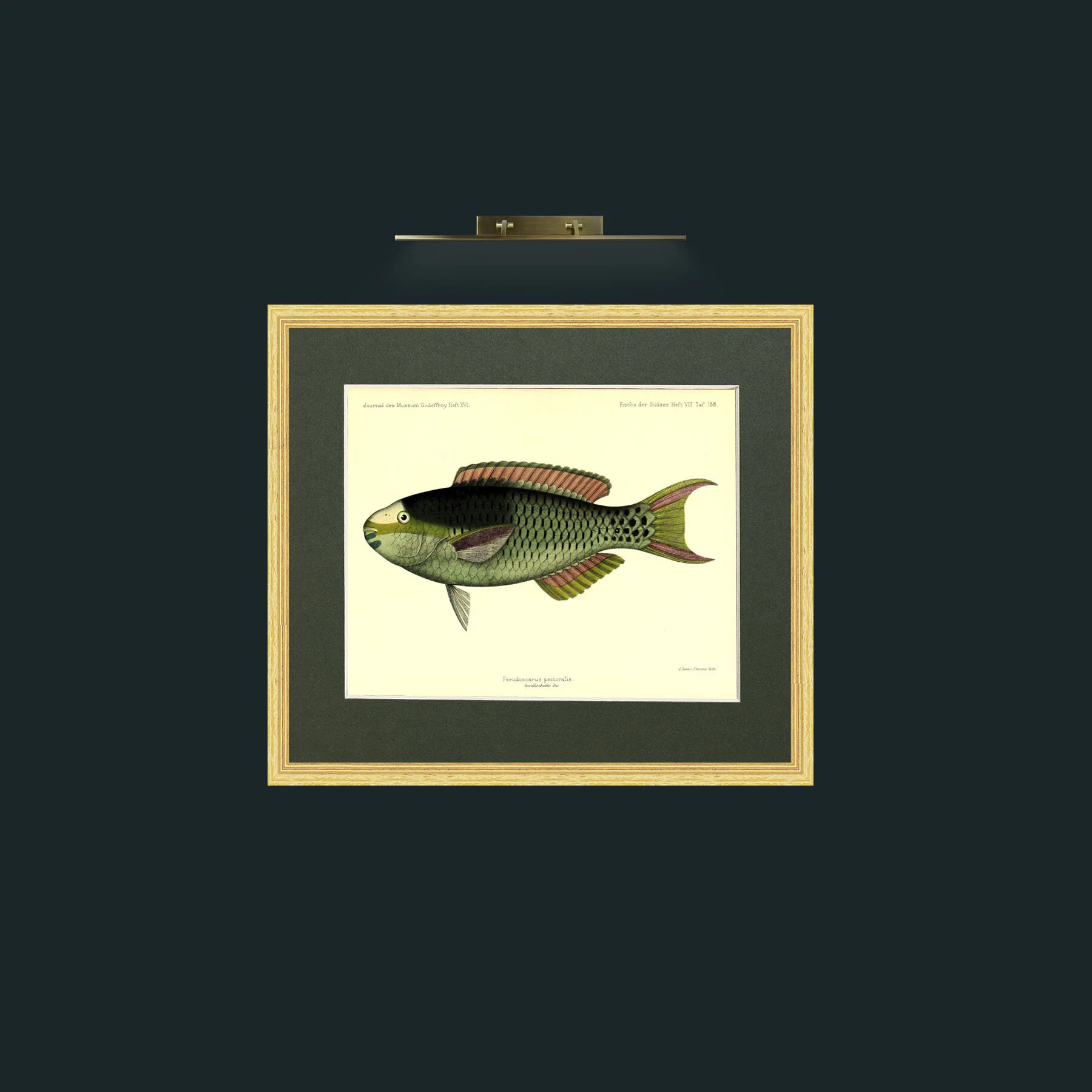 Art-Pseudoscarus Pectoralis (17).jpg