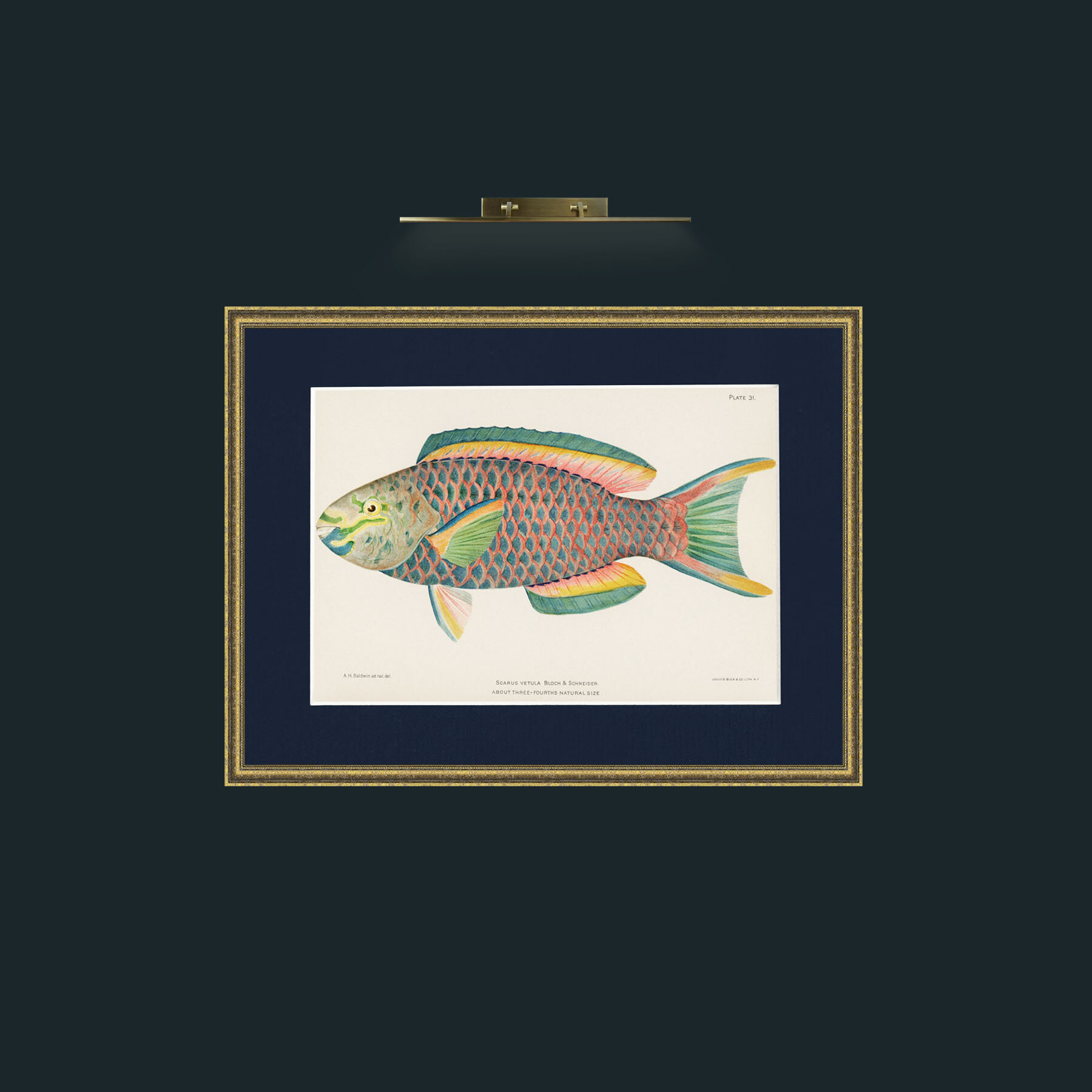 Art-Queen Parrot Fish-Frame-1TexturedGilt-Mount-3Blue.jpg