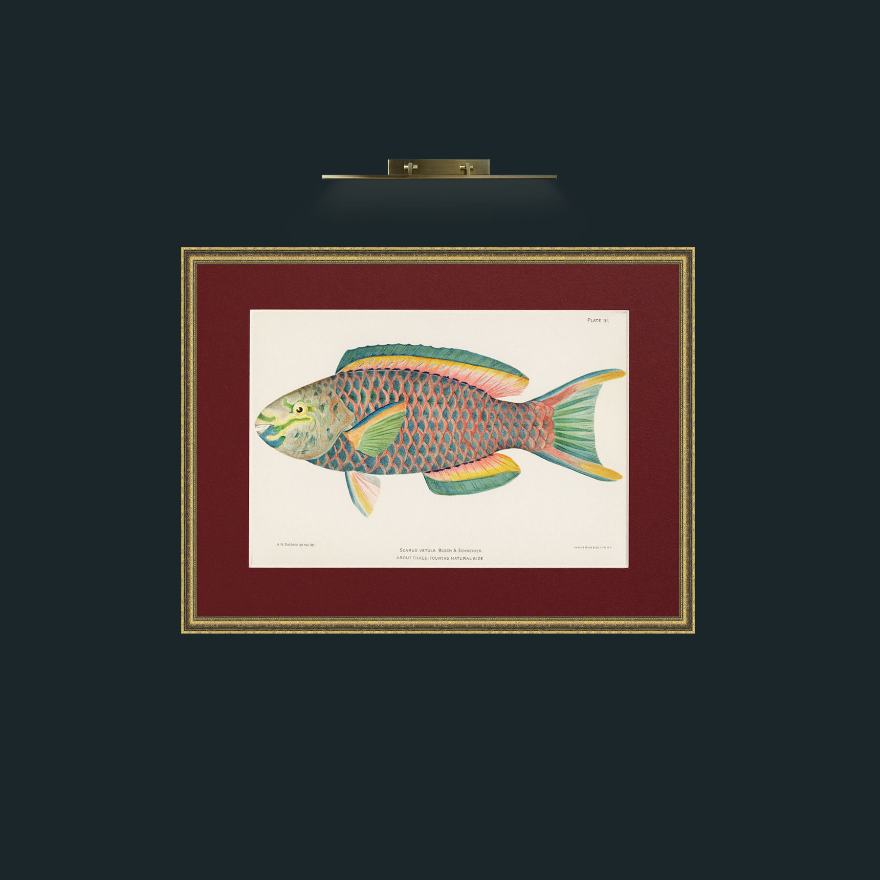 Art-Queen Parrot Fish-Frame-1TexturedGilt-Mount-4Red.jpg