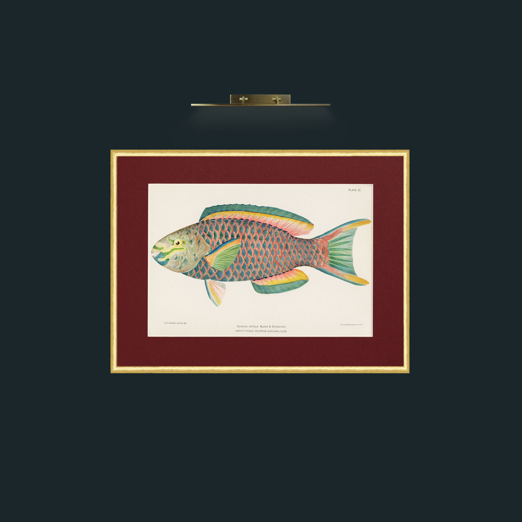 Art-Queen Parrot Fish-Frame-3RoundedGilt-Mount-4Red.jpg