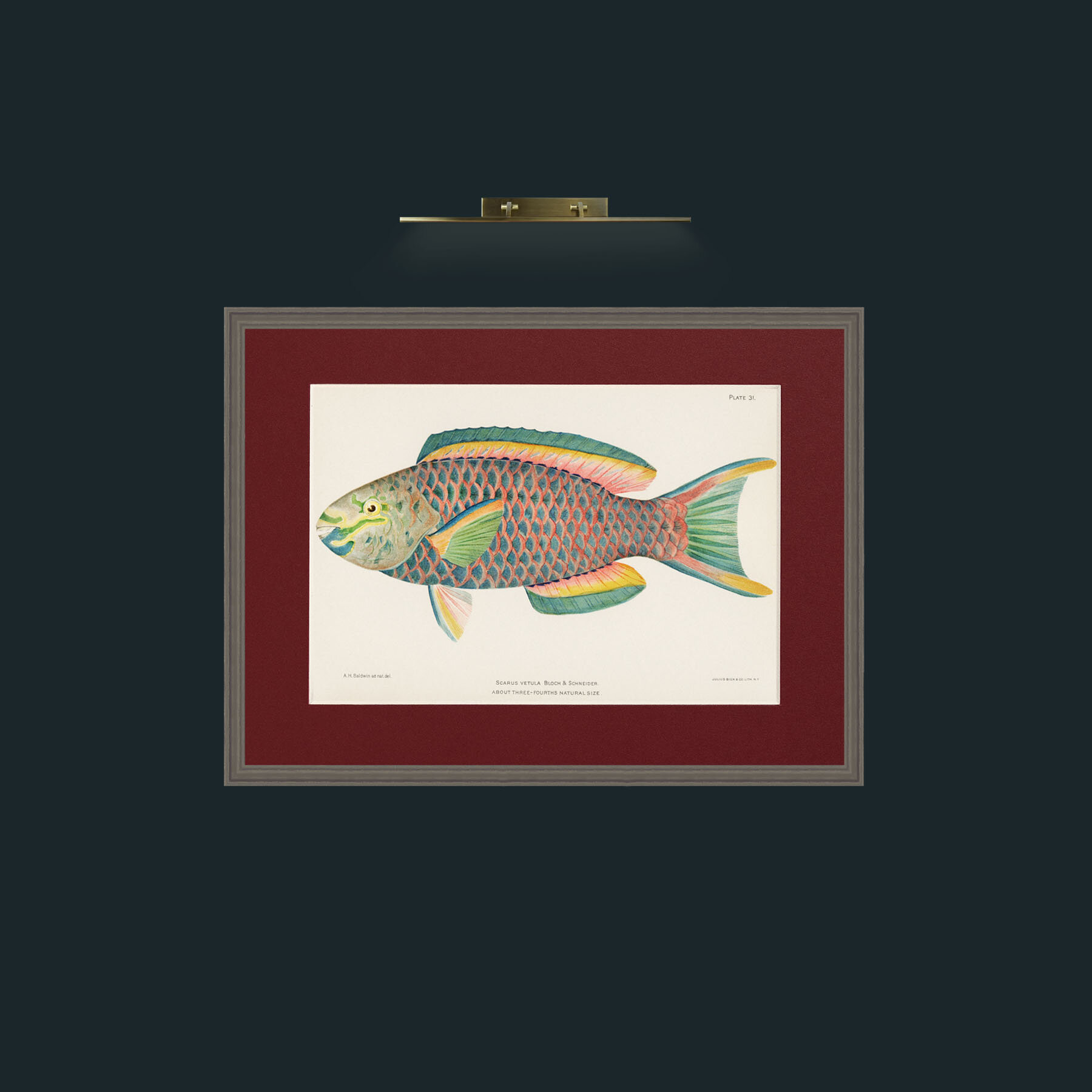 Art-Queen Parrot Fish-Frame-6Grey-Mount-4Red.jpg