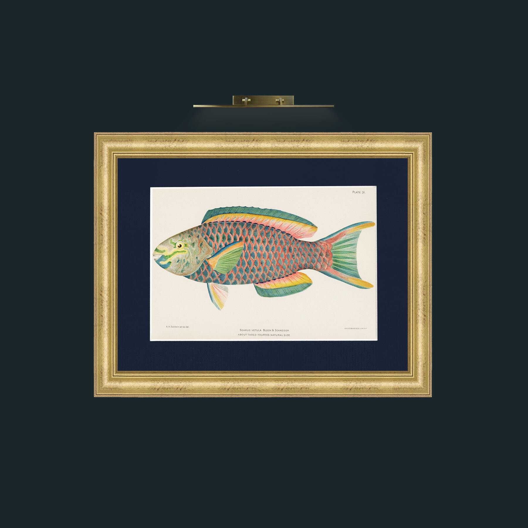 Art-Queen Parrot Fish-Frame-9WideGilt-Mount-3Blue.jpg