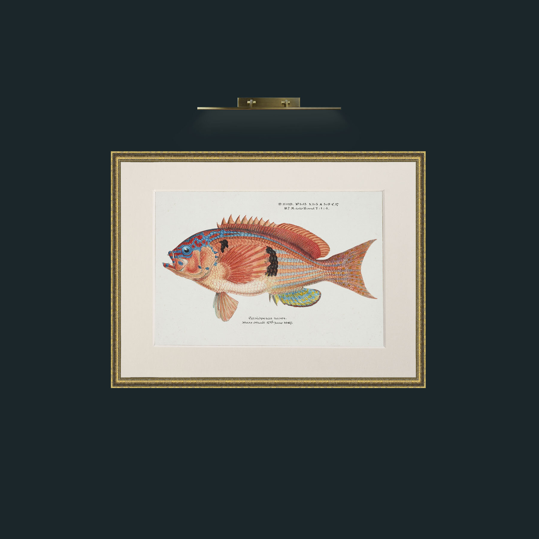 Art-Razor Perch-Frame-1TexturedGilt-Mount-1Antique.jpg