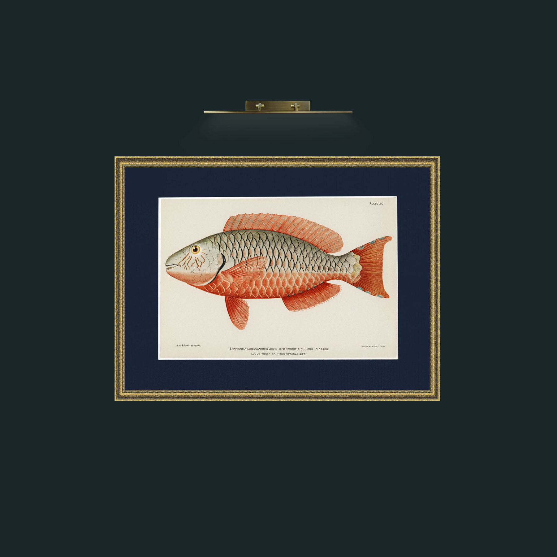Art-Red Parrot Fish-Frame-1TexturedGilt-Mount-3Blue.jpg