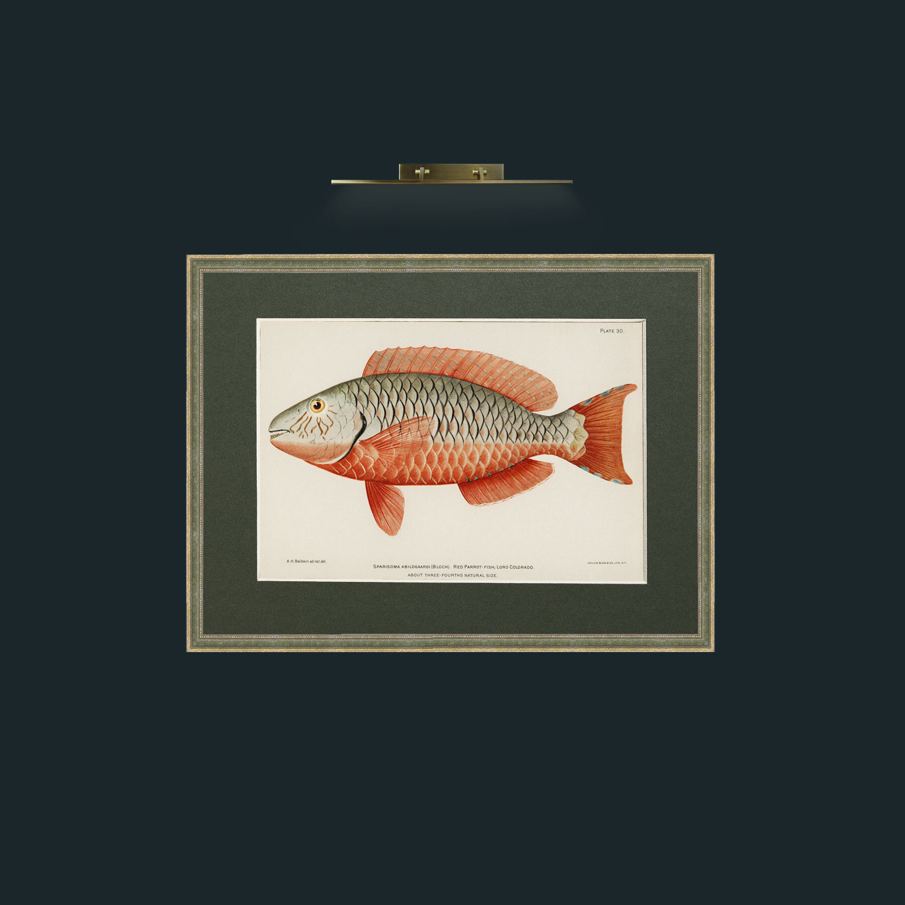 Art-Red Parrot Fish-Frame-2GreenGiltTextured-Mount-2Green.jpg