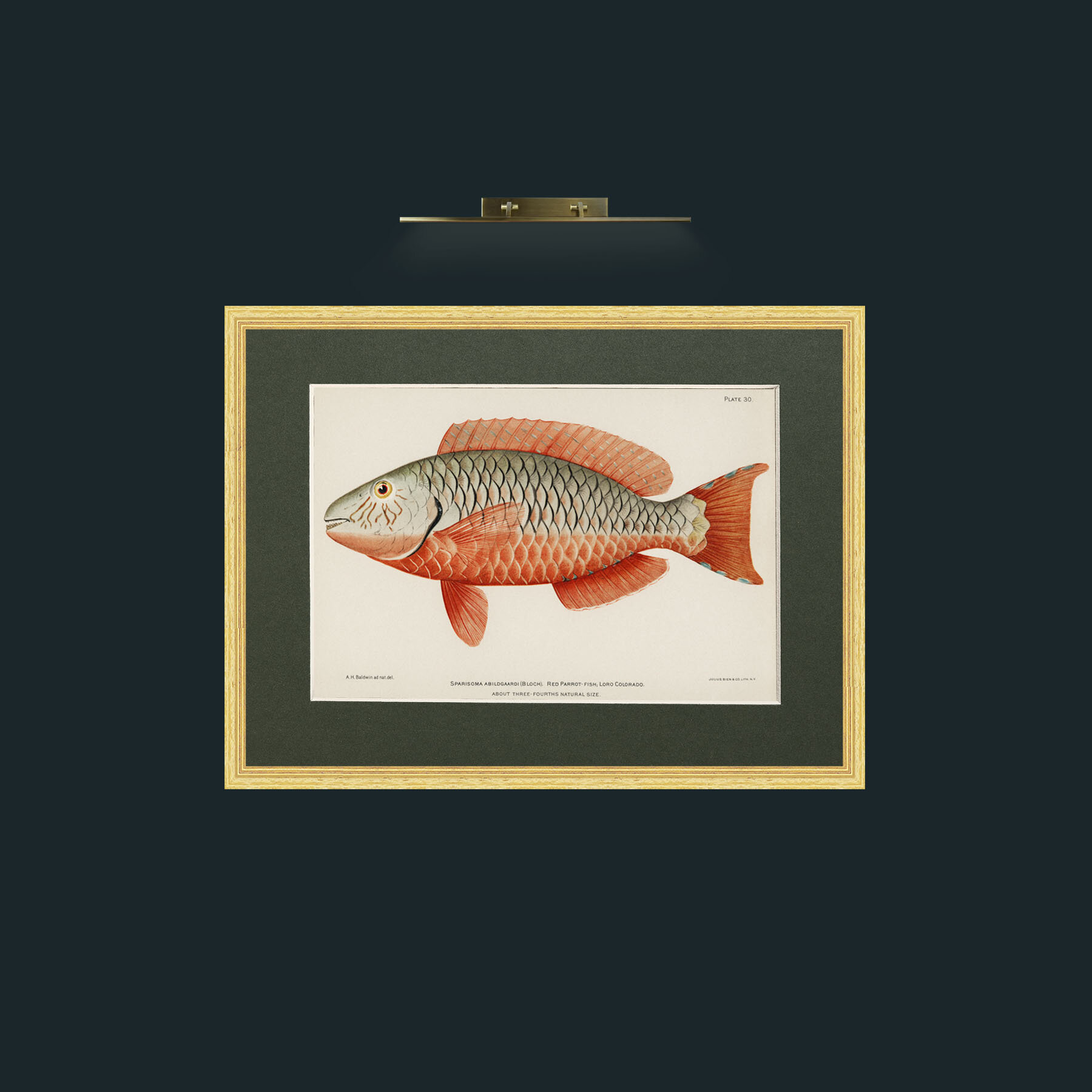 Art-Red Parrot Fish-Frame-4BevelledGilt-Mount-2Green.jpg