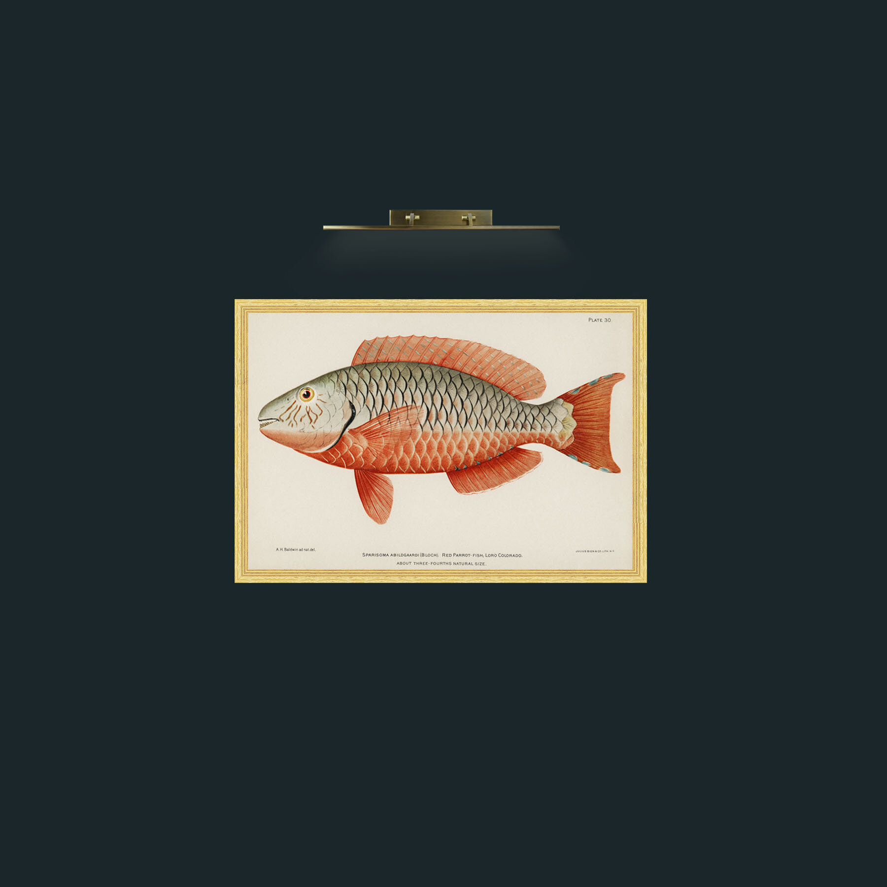 Art-Red Parrot Fish-Frame-4BevelledGilt.jpg