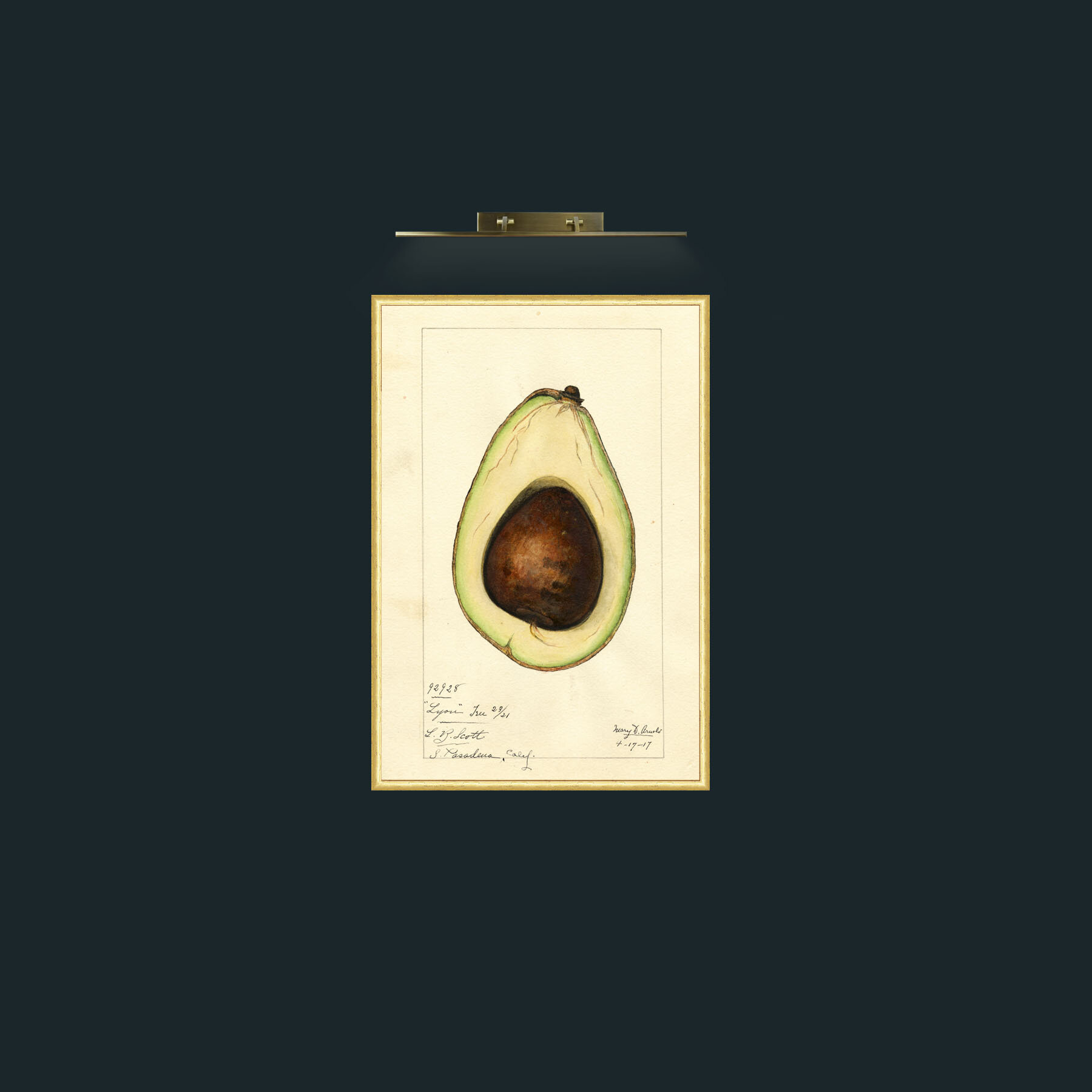 Art-Avacado-Frame-3RoundedGilt.jpg