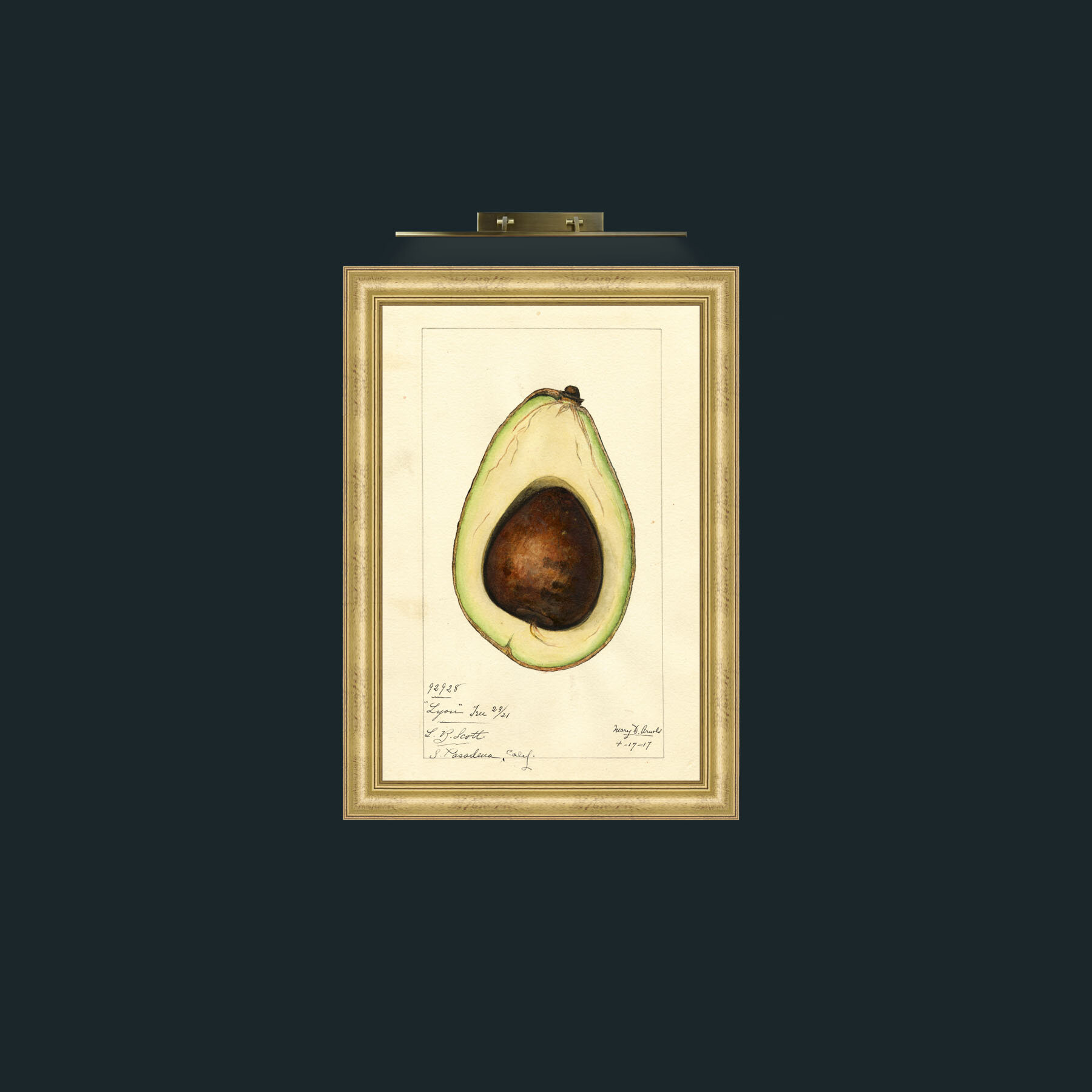 Art-Avacado-Frame-9WideGilt.jpg