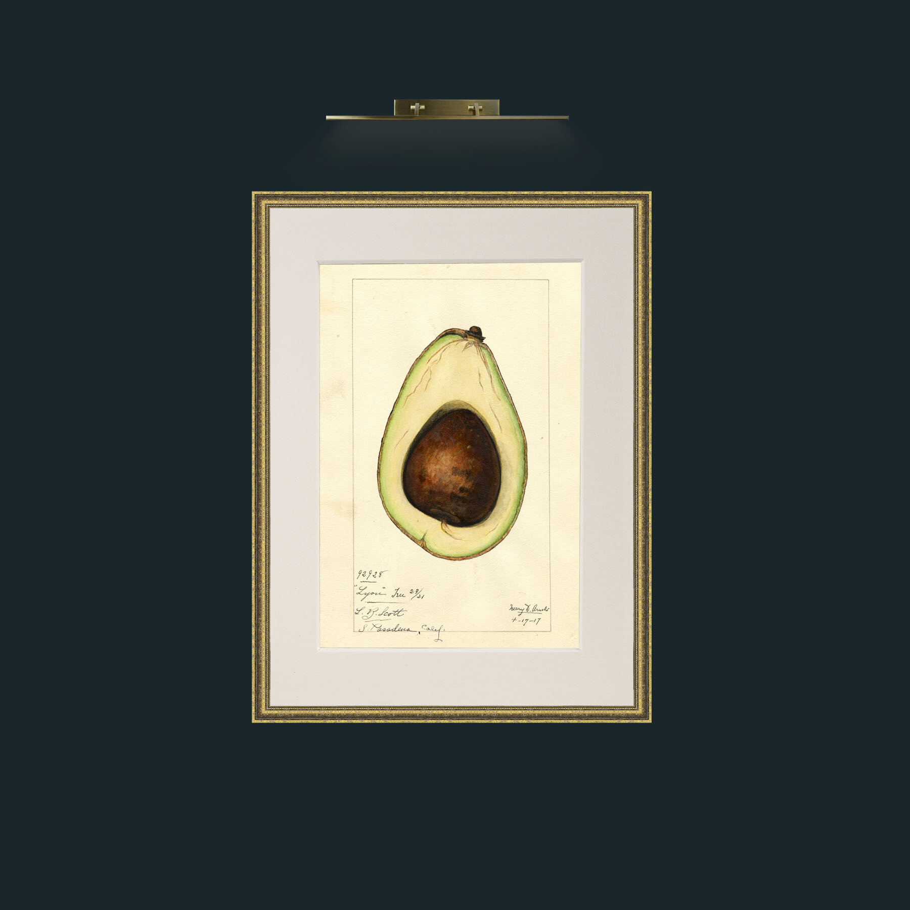 Art-Avacado.jpg-Frame-1TexturedGilt-Mount-1Antique.jpg