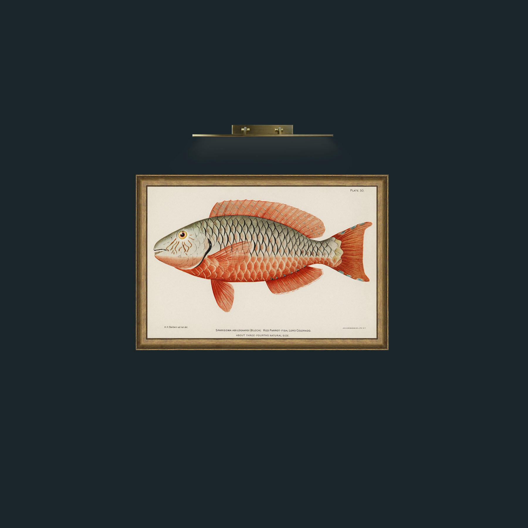 Art-Red Parrot Fish-Frame-8RedGreenGilt.jpg