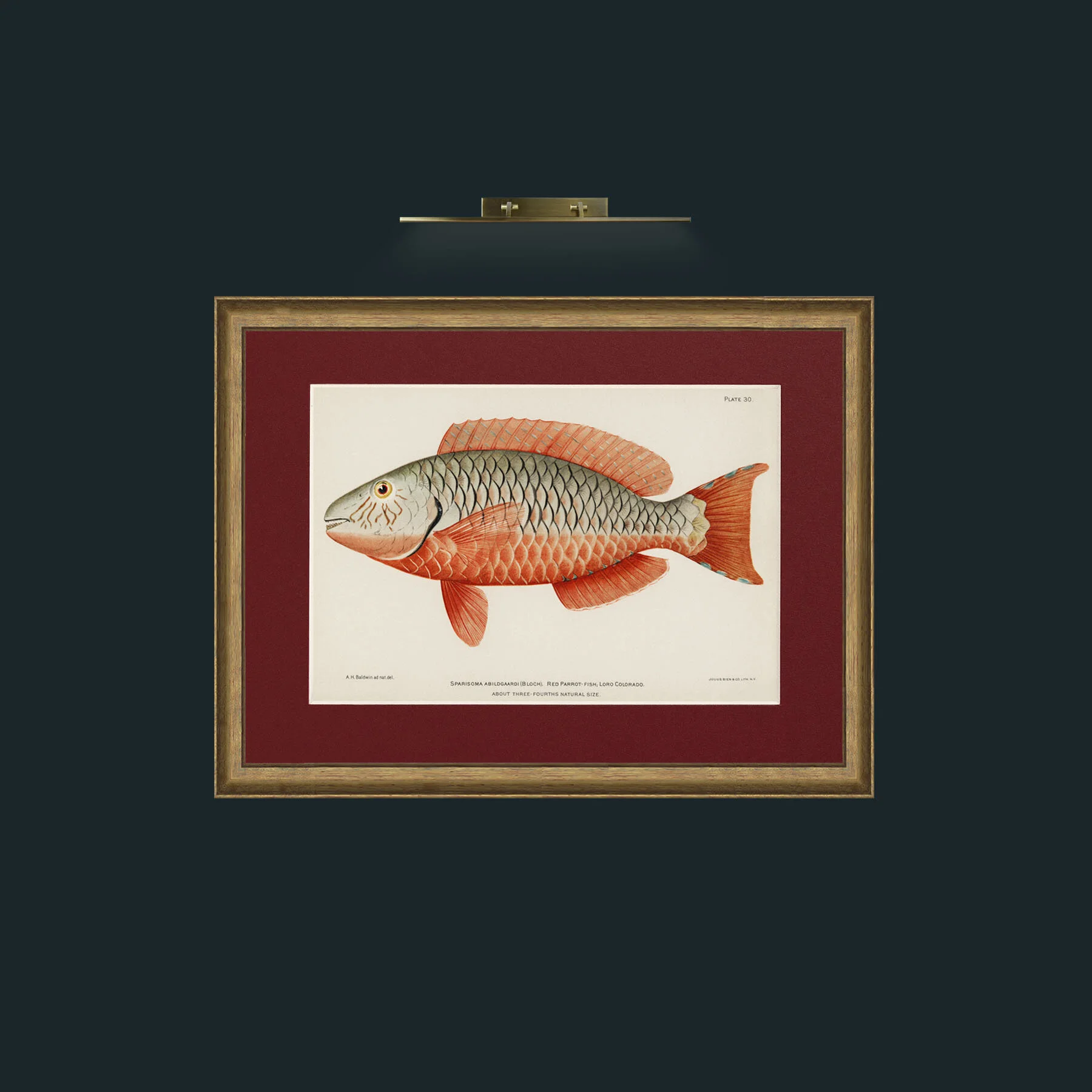 Art-Red Parrot Fish-Frame-8AntiqueRedGoldGilt-Mount-4Red.jpg