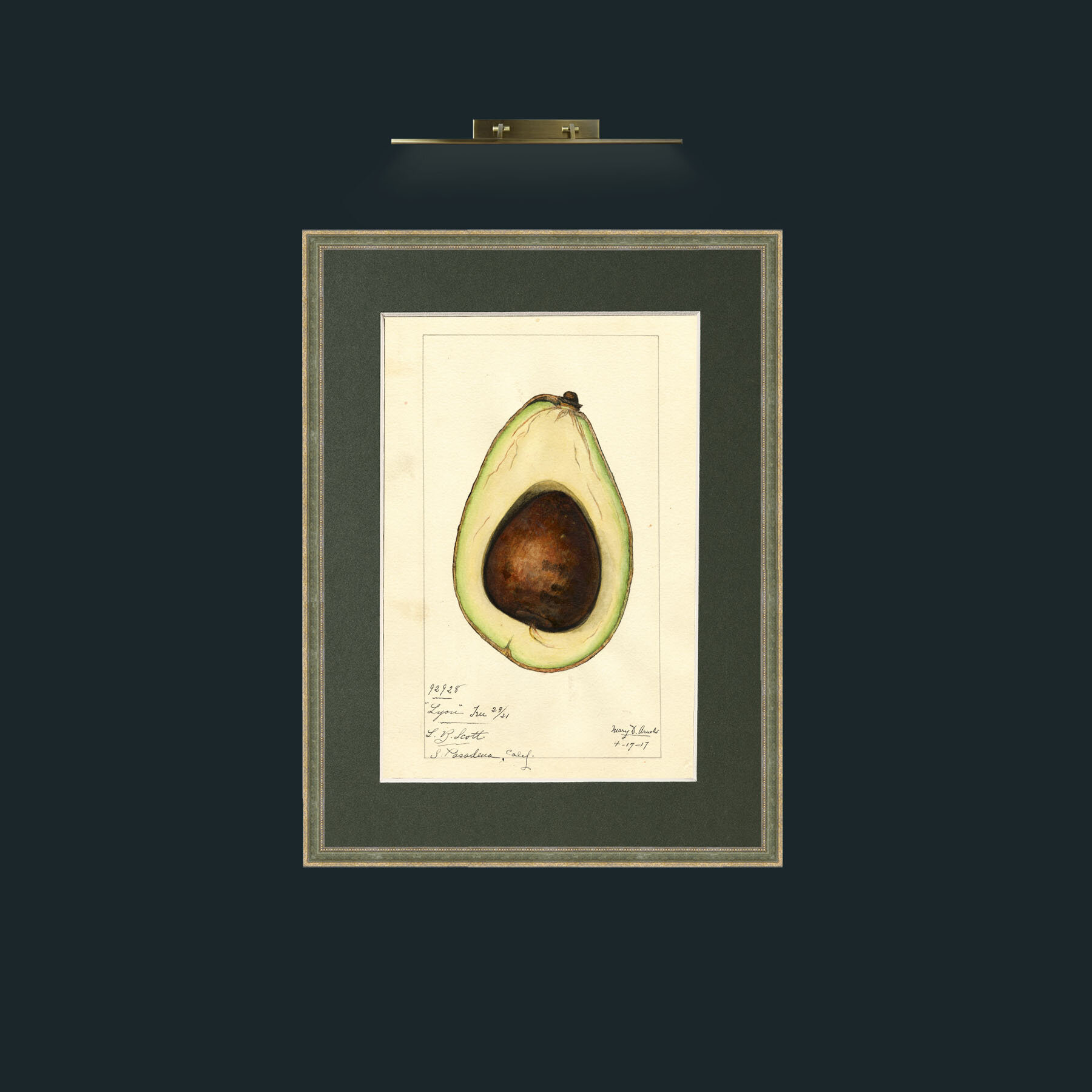 Art-Avacado.jpg-Frame-2GreenGiltTextured-Mount-2Green.jpg