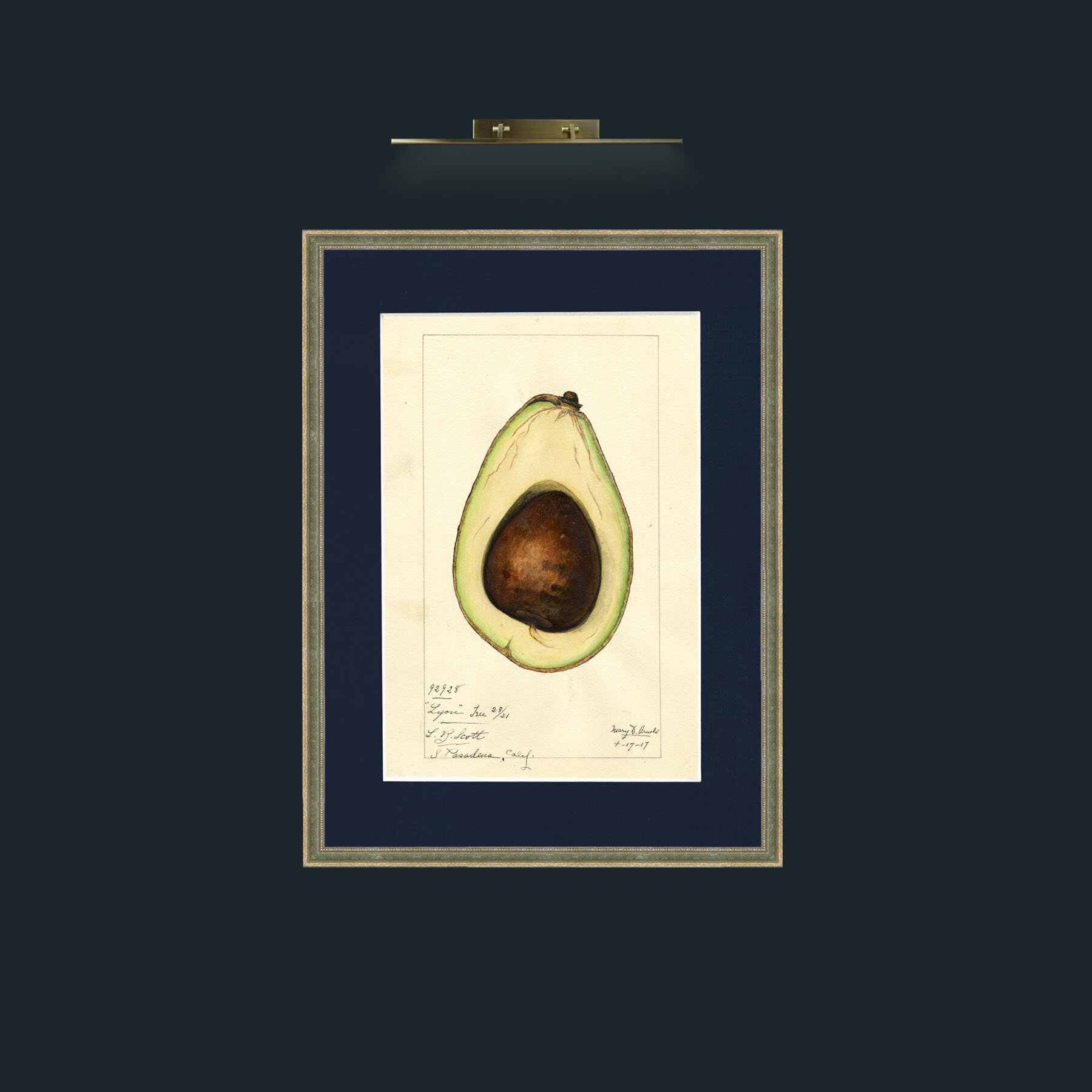 Art-Avacado.jpg-Frame-2GreenGiltTextured-Mount-3Blue.jpg
