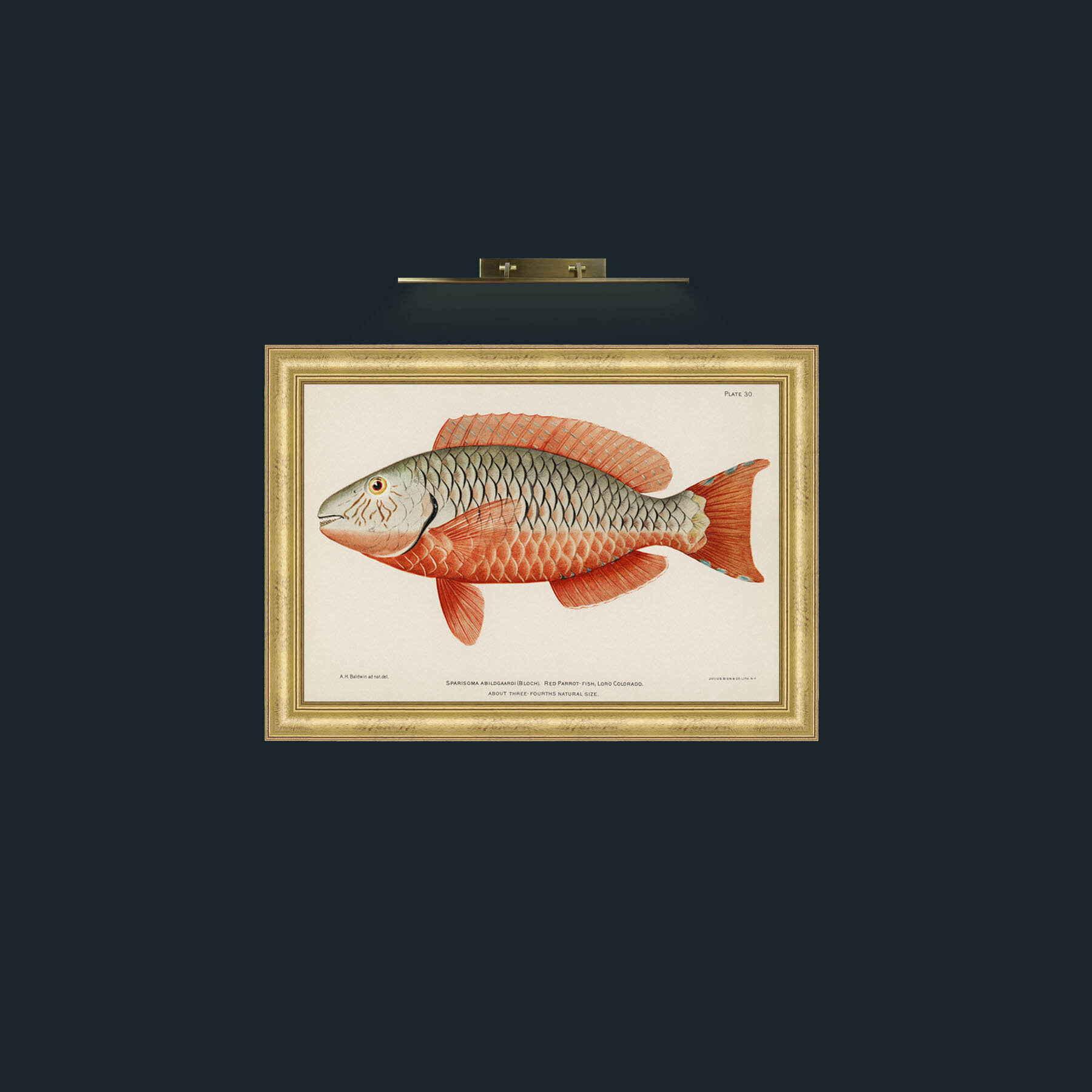 Art-Red Parrot Fish-Frame-9WideGilt.jpg