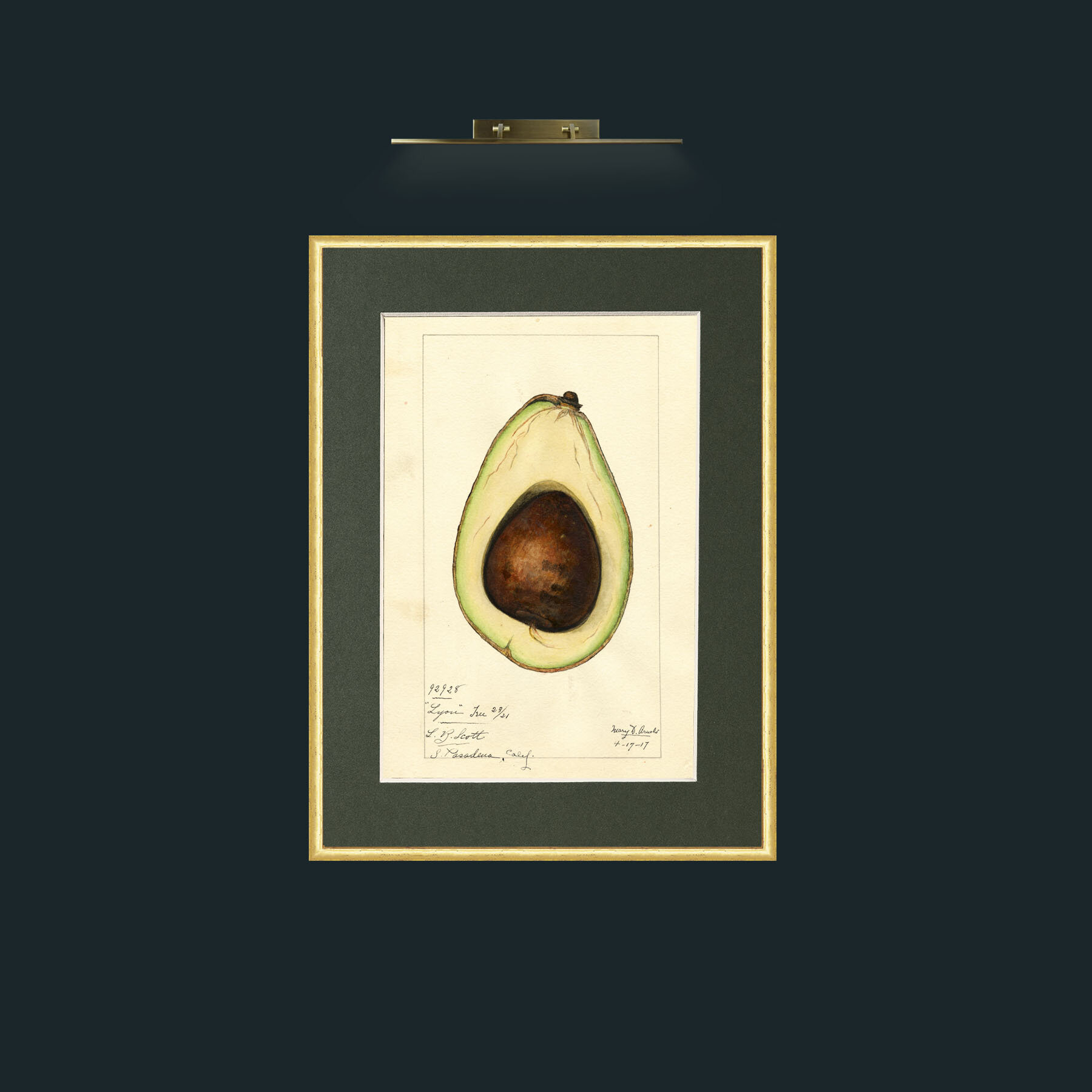 Art-Avacado.jpg-Frame-3RoundedGilt-Mount-2Green.jpg