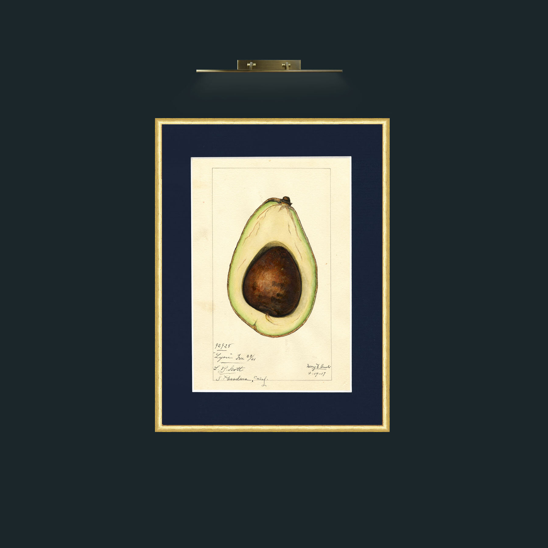 Art-Avacado.jpg-Frame-3RoundedGilt-Mount-3Blue.jpg