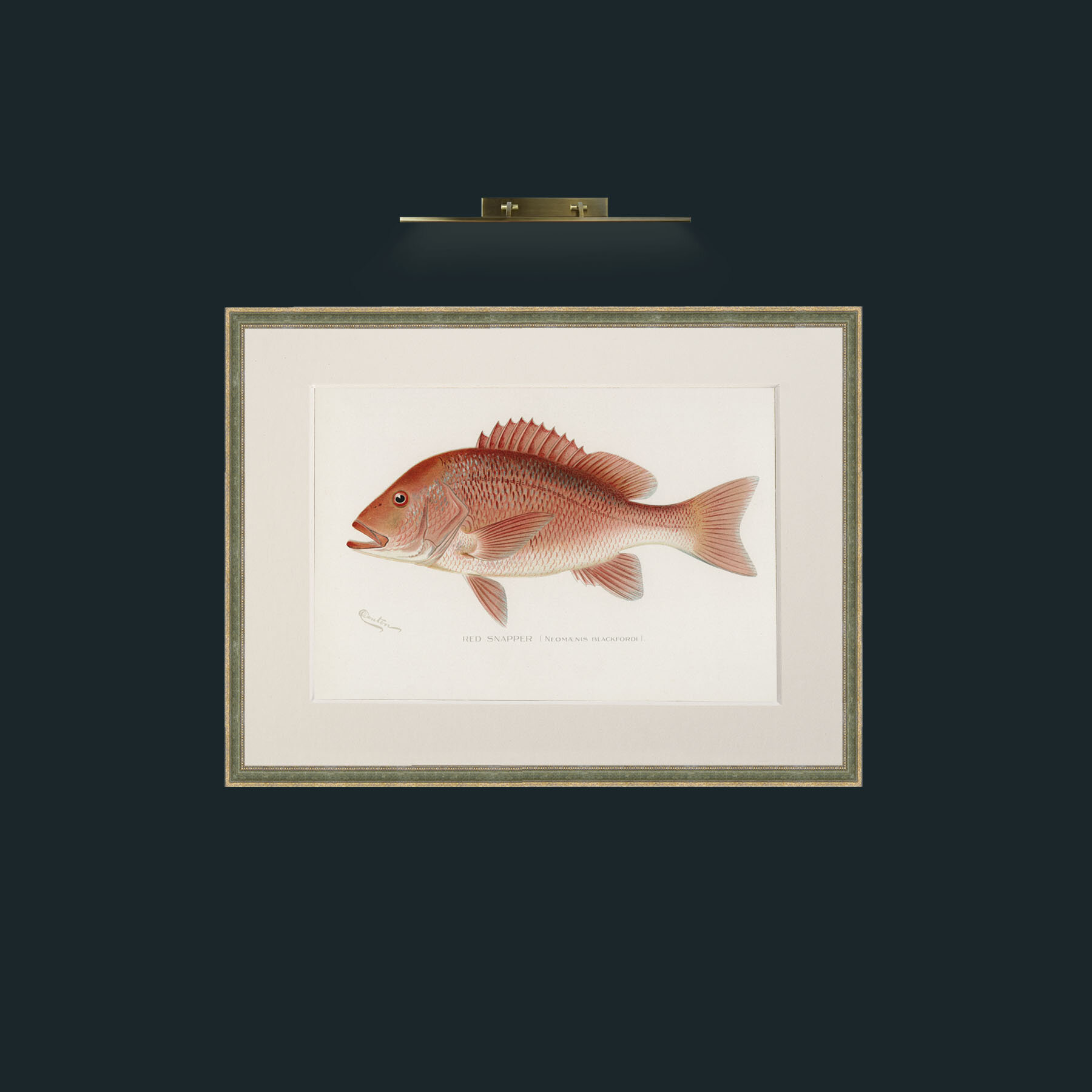 Art-Red Snapper-Frame-2GreenGiltTextured-Mount-1Antique.jpg
