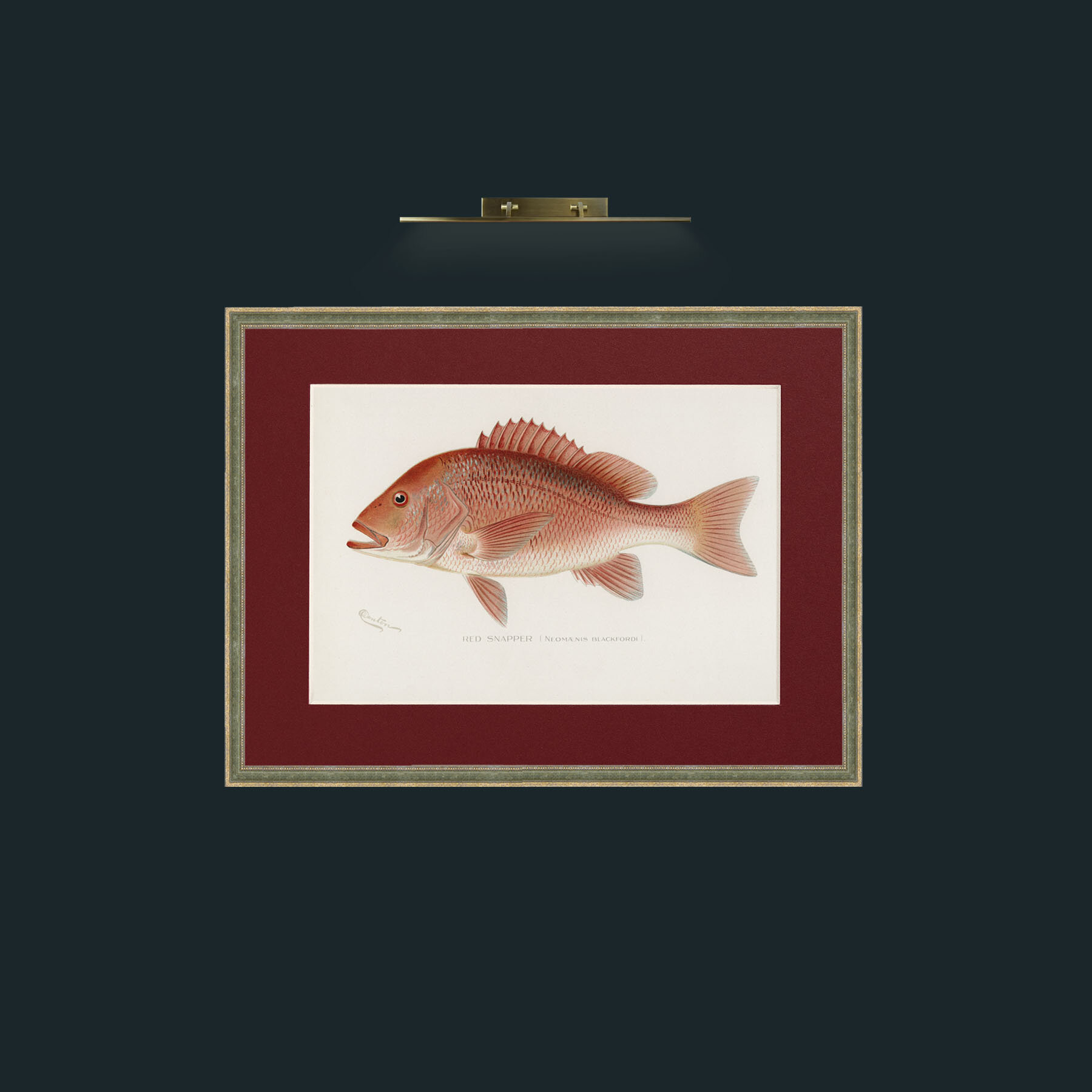Art-Red Snapper-Frame-2GreenGiltTextured-Mount-4Red.jpg