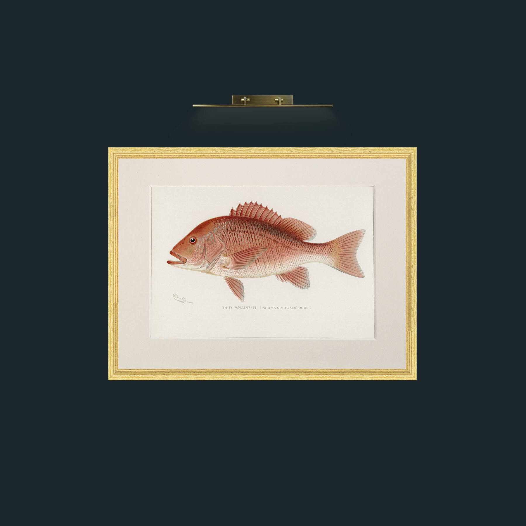Art-Red Snapper-Frame-4BevelledGilt-Mount-1Antique.jpg