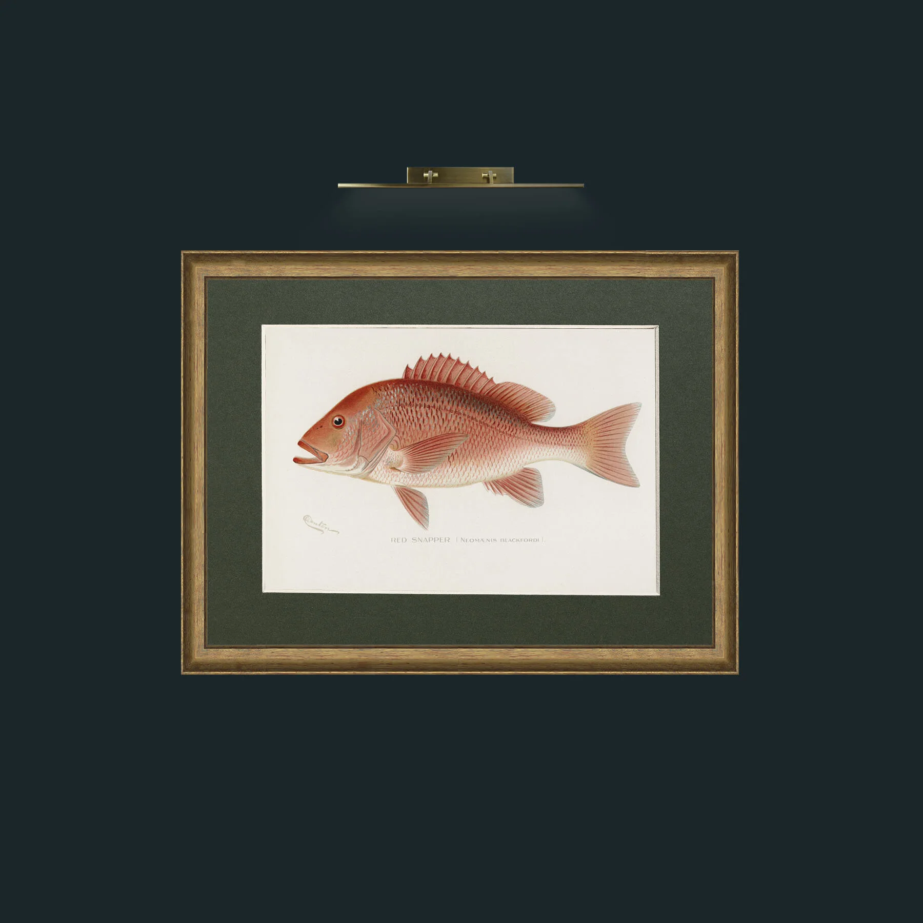 Art-Red Snapper-Frame-8AntiqueRedGoldGilt-Mount-2Green.jpg