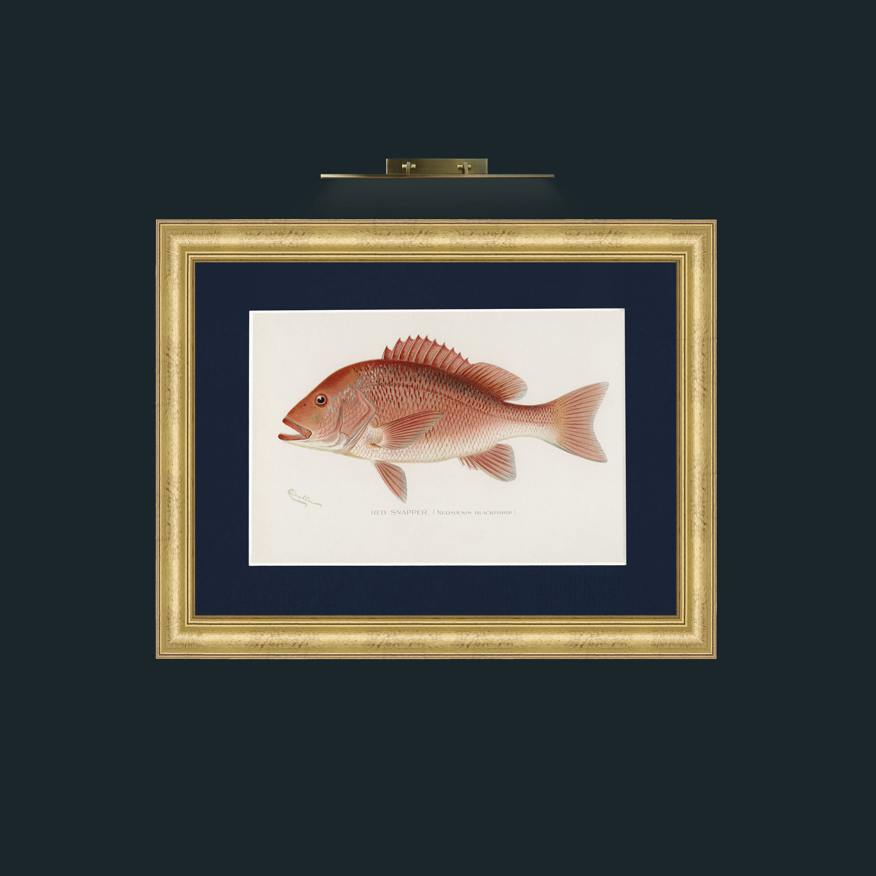 Art-Red Snapper-Frame-9WideGilt-Mount-3Blue.jpg