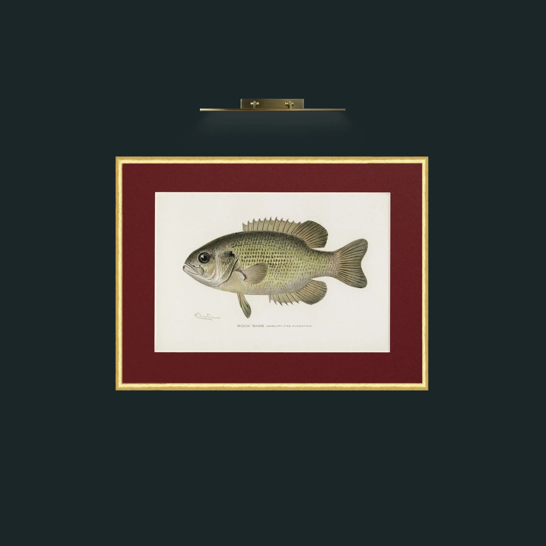 Art-Rock Bass-Frame-3RoundedGilt-Mount-4Red.jpg