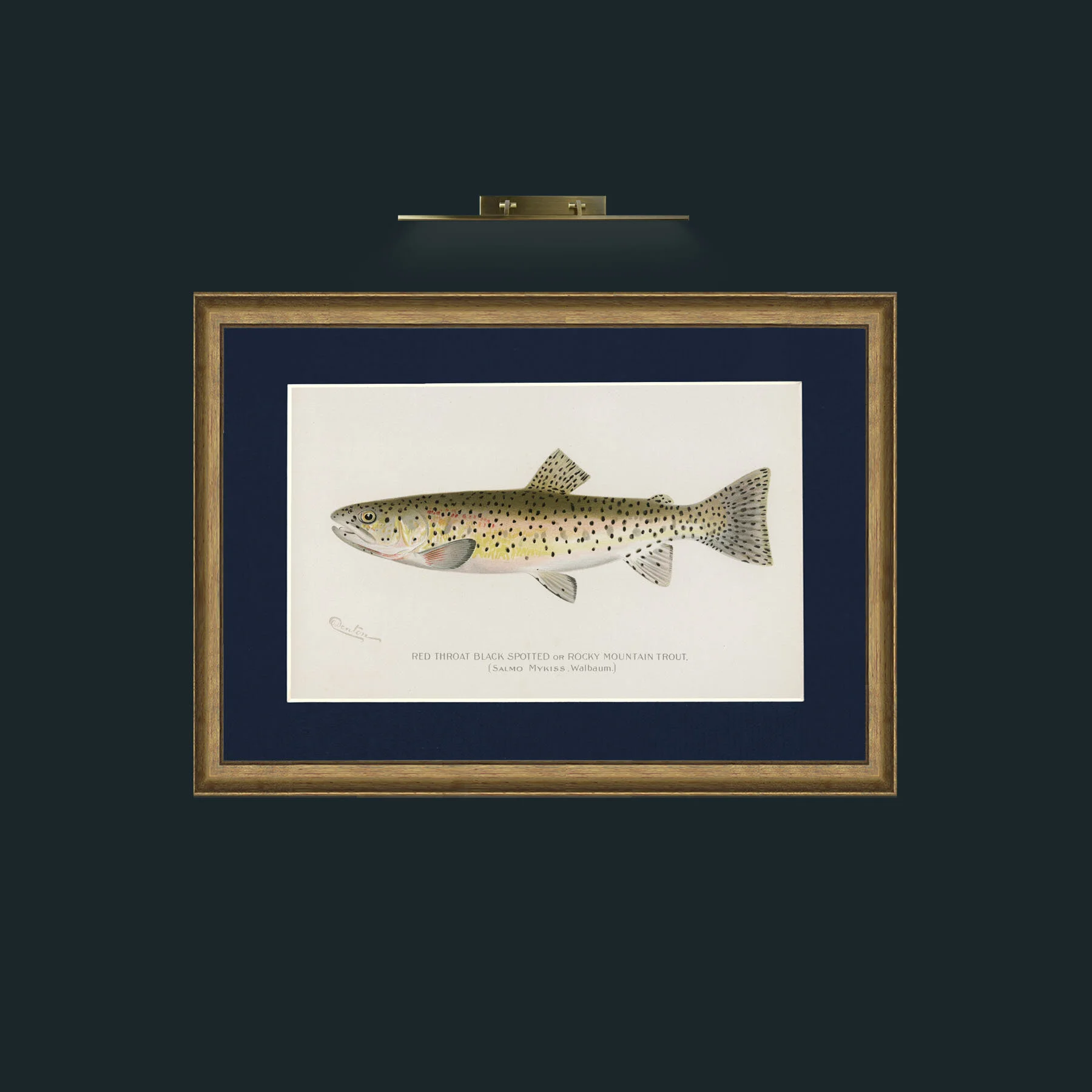 Art-Rocky Mountain Trout.jpg-Frame-8RedGreenGilt-Mount-3Blue.jpg