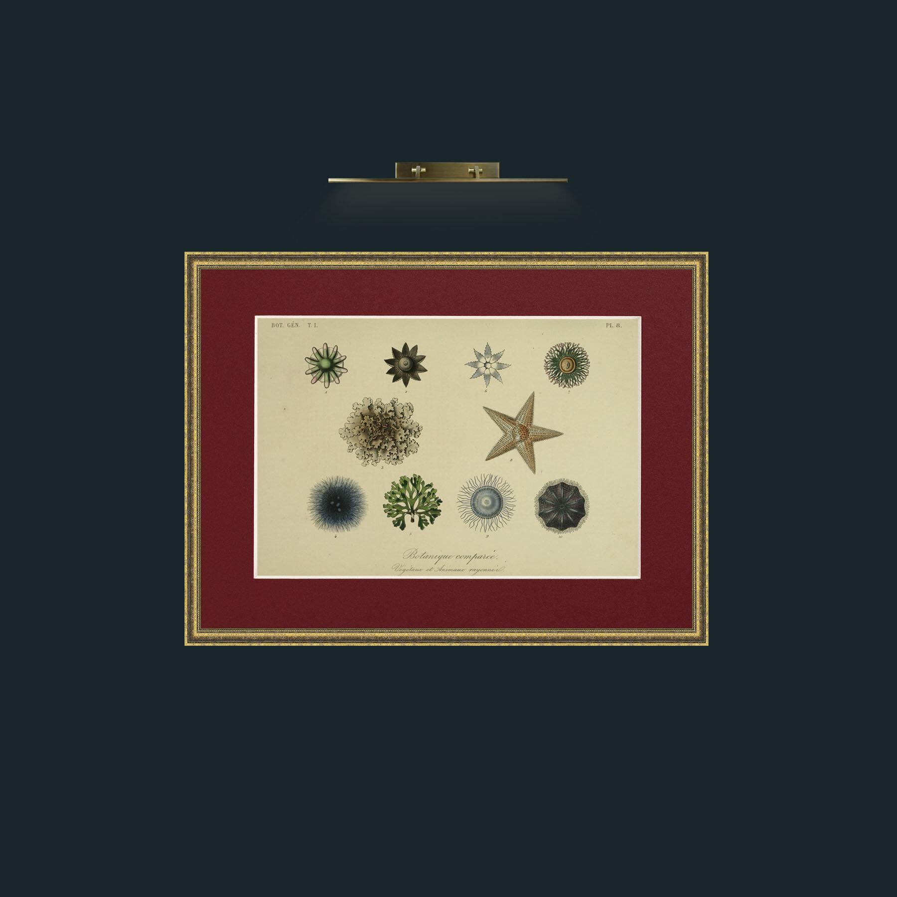 Art-Botanique Comparee-Frame-1TexturedGilt-Mount-4Red.jpg