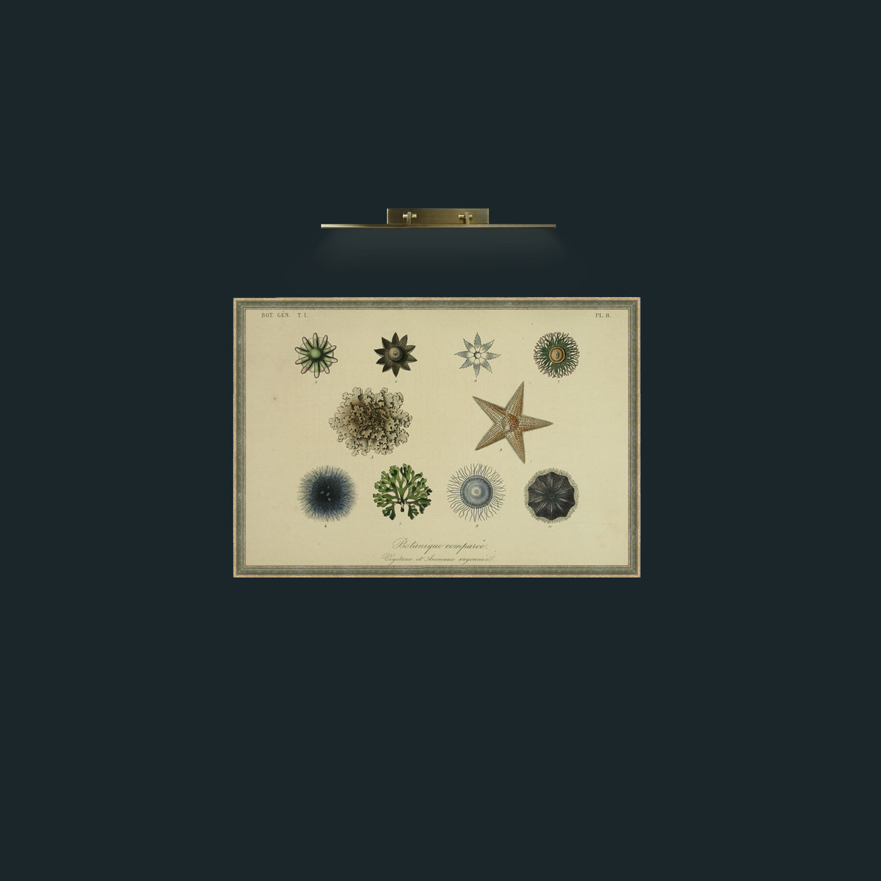 Art-Botanique Comparee-Frame-2GreenGiltTextured.jpg