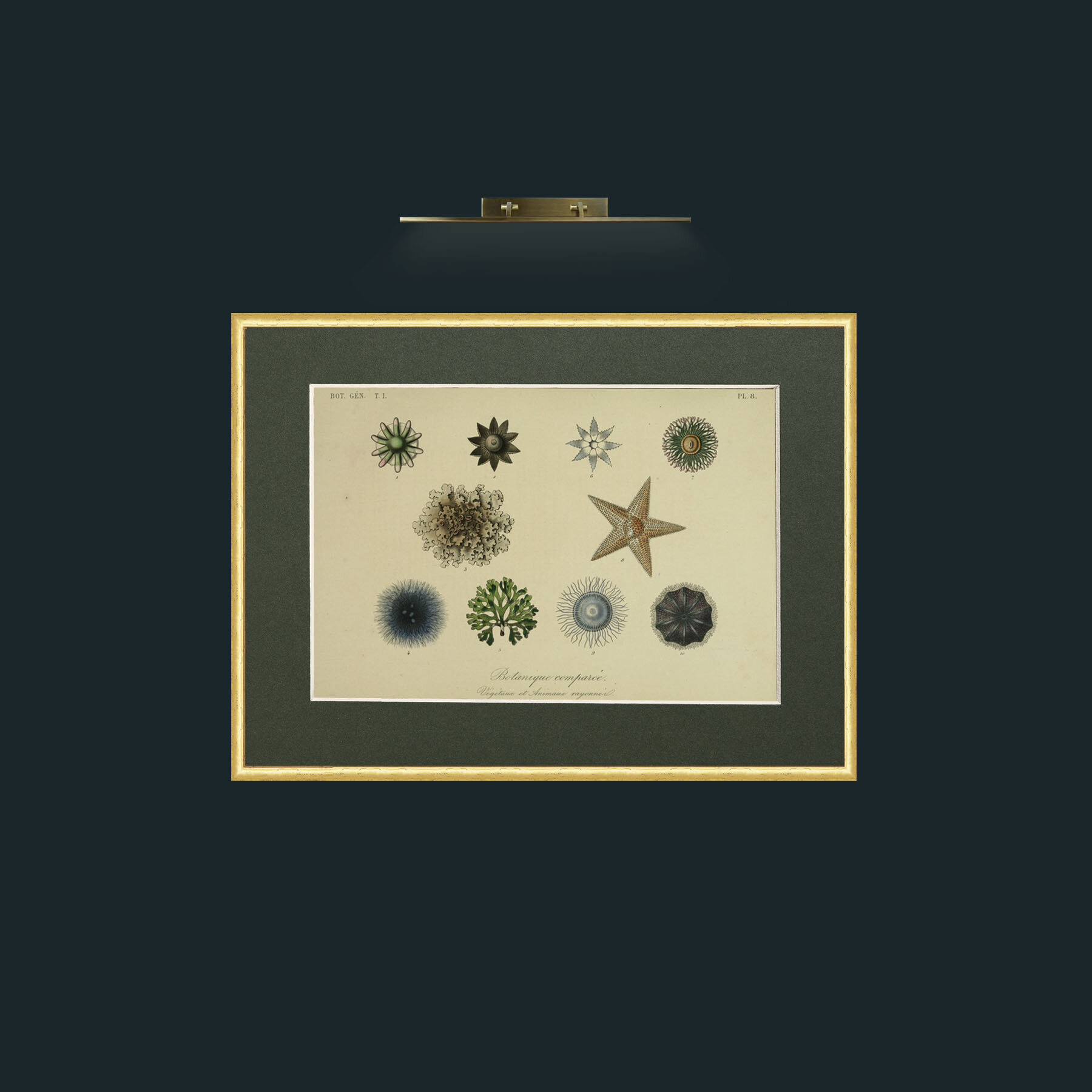 Art-Botanique Comparee-Frame-3RoundedGilt-Mount-2Green.jpg