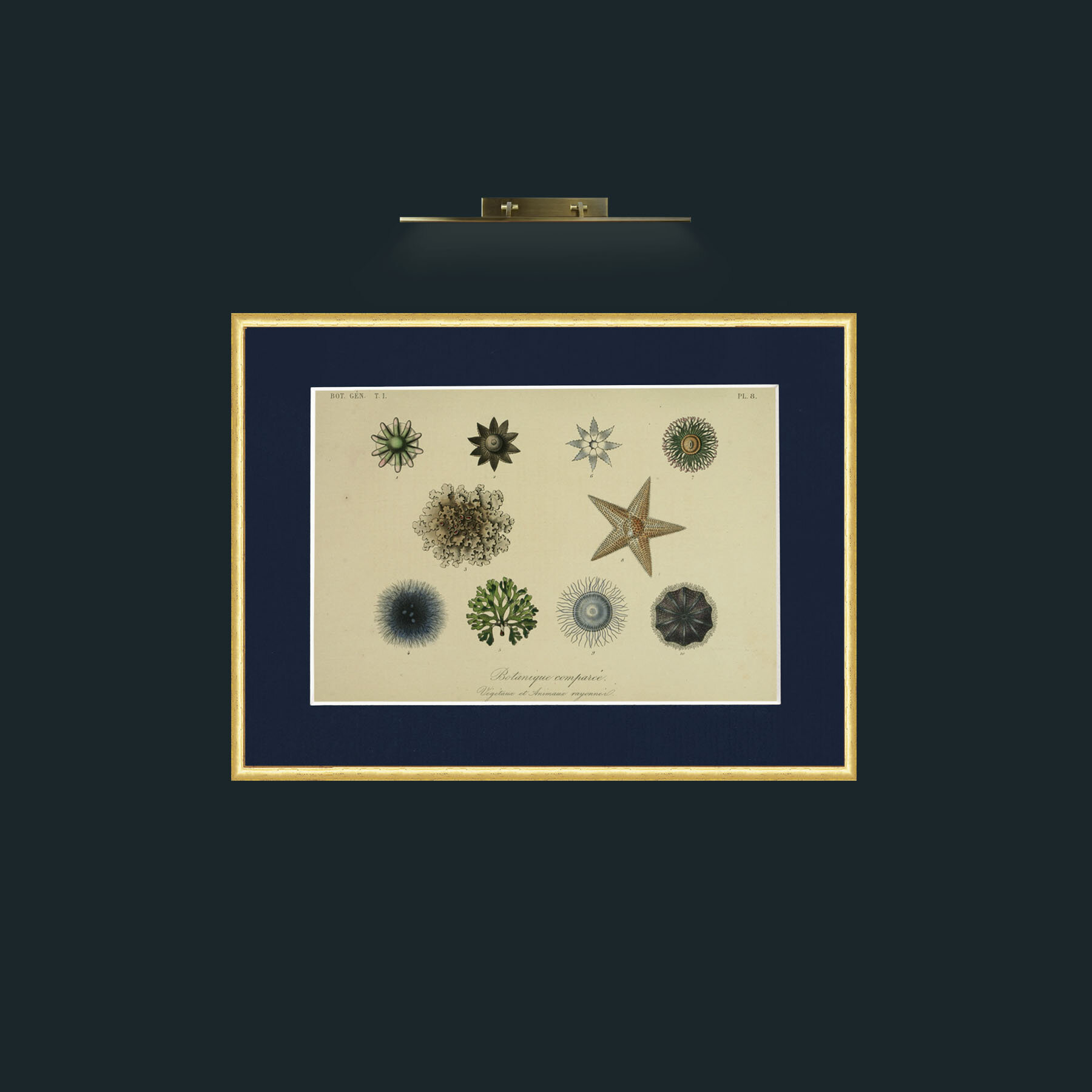 Art-Botanique Comparee-Frame-3RoundedGilt-Mount-3Blue.jpg