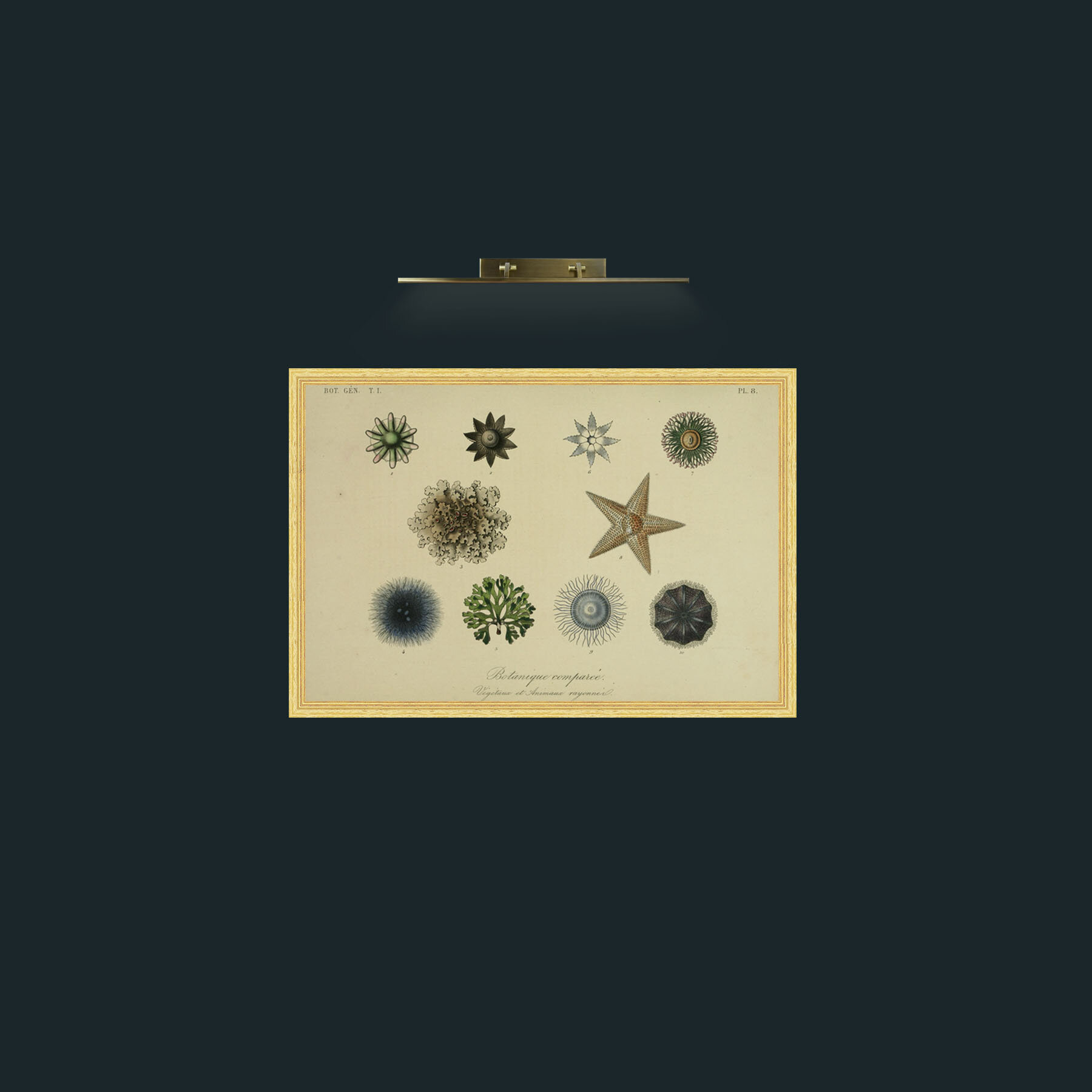 Art-Botanique Comparee-Frame-4BevelledGilt.jpg