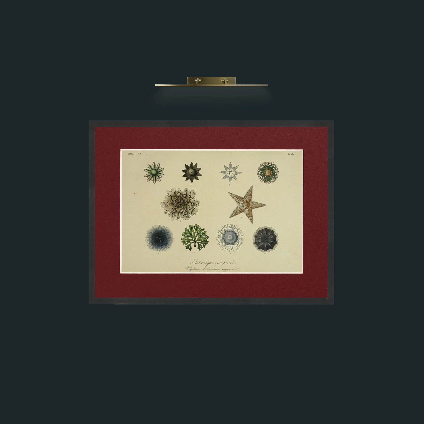 Art-Botanique Comparee-Frame-7Black-Mount-4Red.jpg
